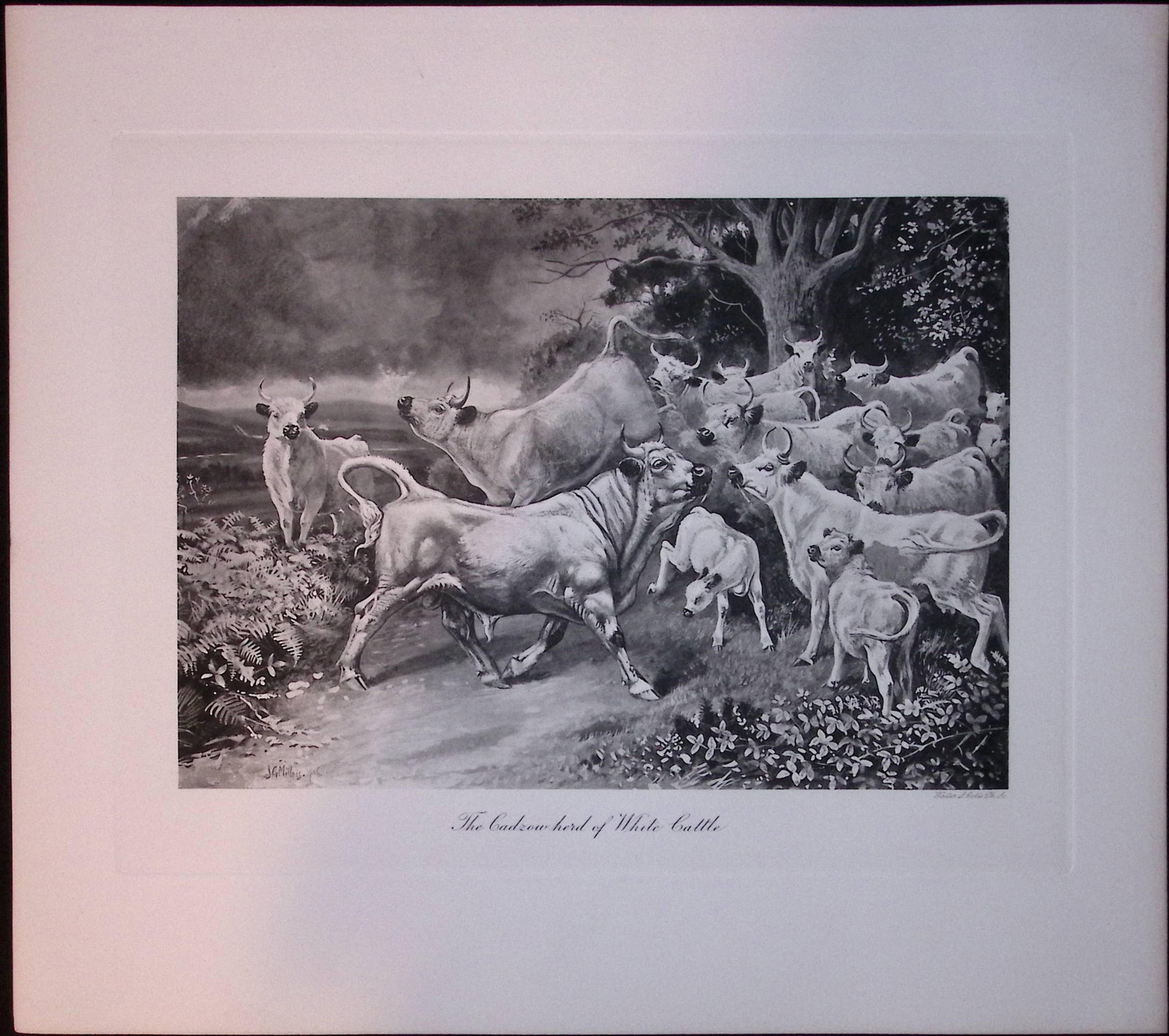 Job-Lot J.G. Millais Rare Limited-Edition Cattle & Sheep Species Antique Prints-19 - 6