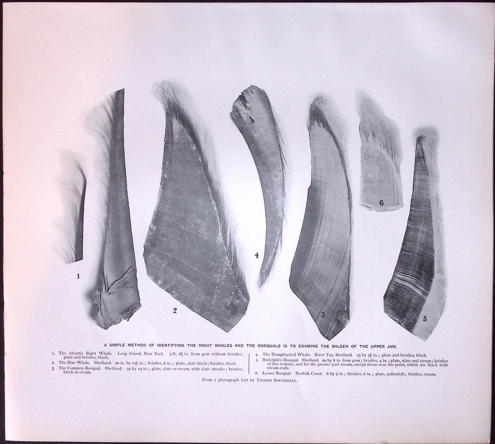 Job-Lot J.G. Millais Rare Limited-Edition Whales Family Species Antique Prints-9 - 3