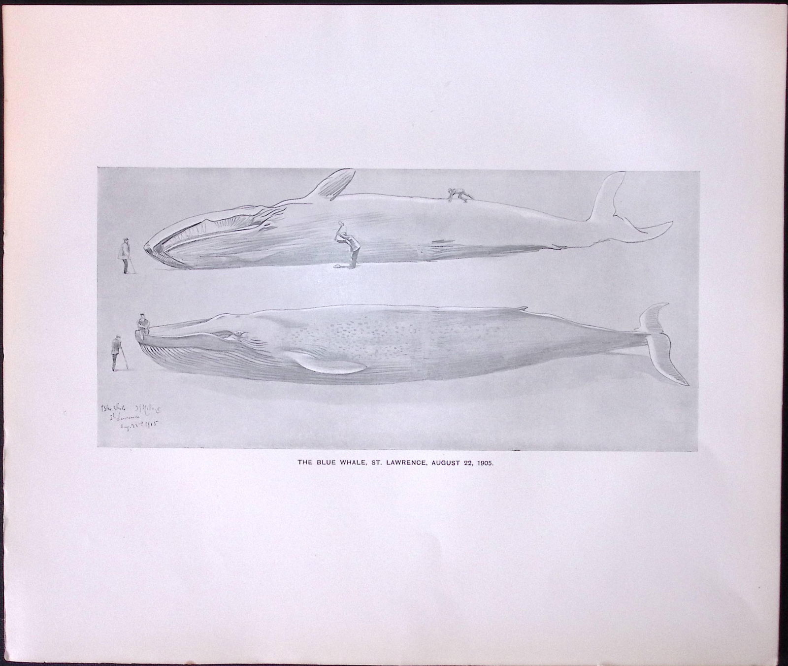 Job-Lot J.G. Millais Rare Limited-Edition Whales Family Species Antique Prints-9 - 5