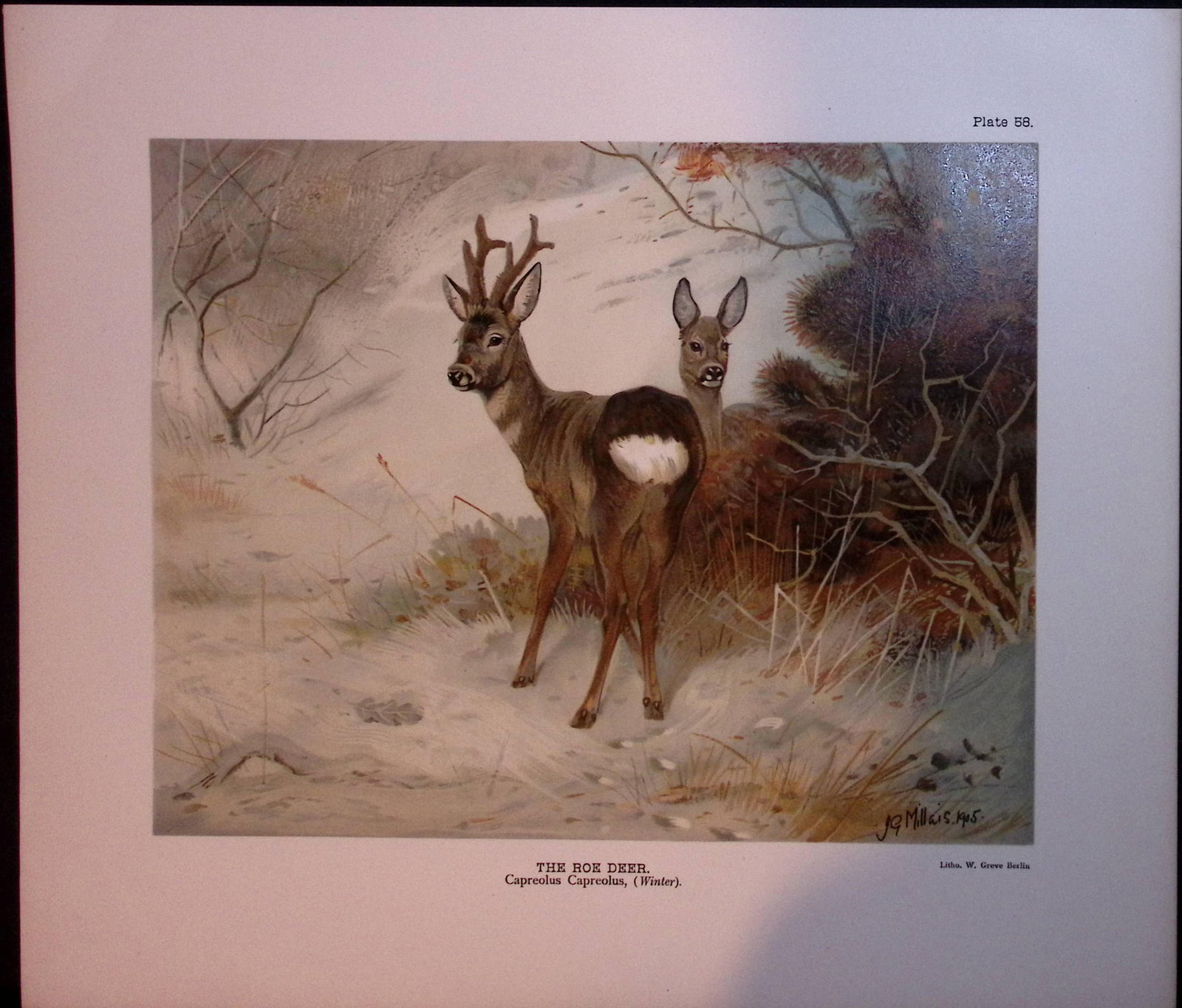 Job-Lot J.G. Millais Rare Limited-Edition Deer Family Species Antique Prints-18 - 2