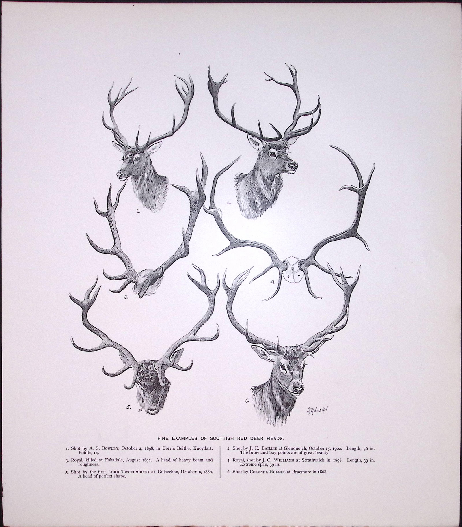 Job-Lot J.G. Millais Rare Limited-Edition Deer Family Species Antique Prints-18 - 3