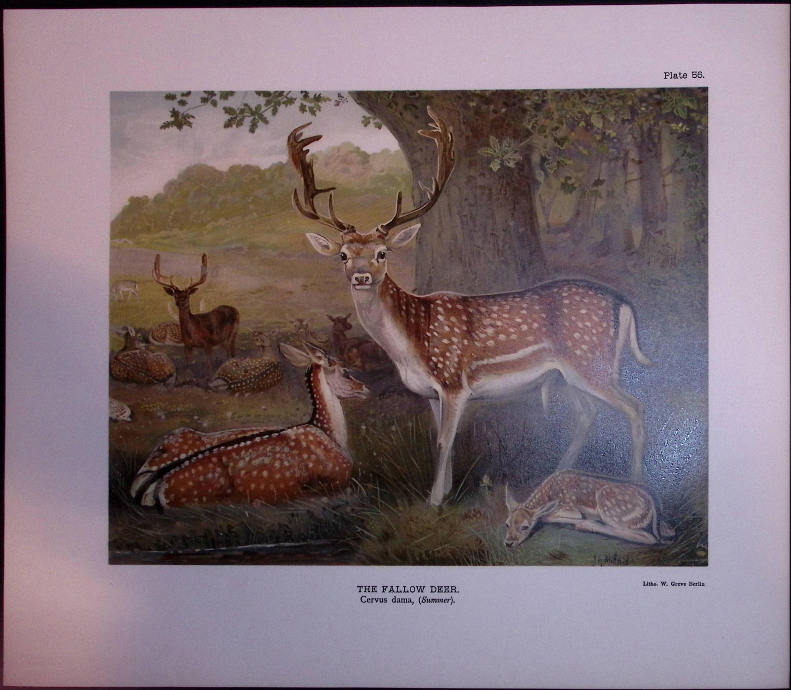 Job-Lot J.G. Millais Rare Limited-Edition Deer Family Species Antique Prints-18 - 4