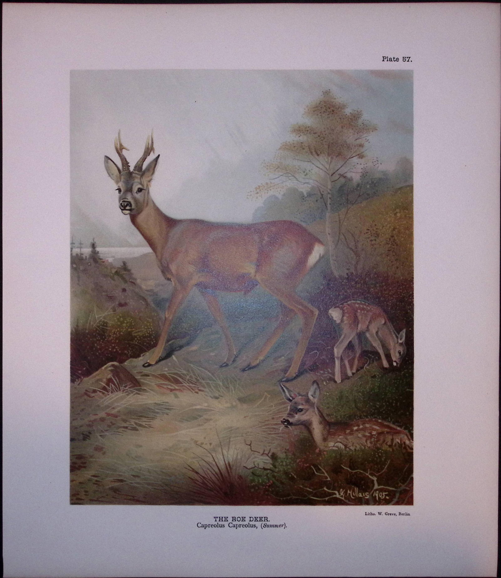 Job-Lot J.G. Millais Rare Limited-Edition Deer Family Species Antique Prints-18 - 5