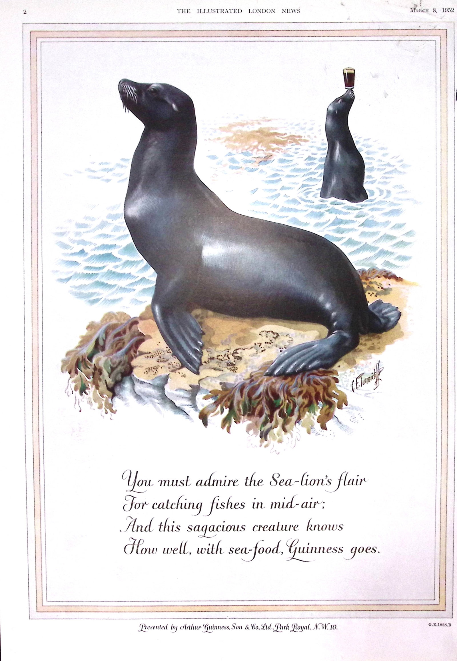 Guinness 1952 Original 73 Years-Old Print The Seal Lions -G.E. 1828.B. (1 of 1)