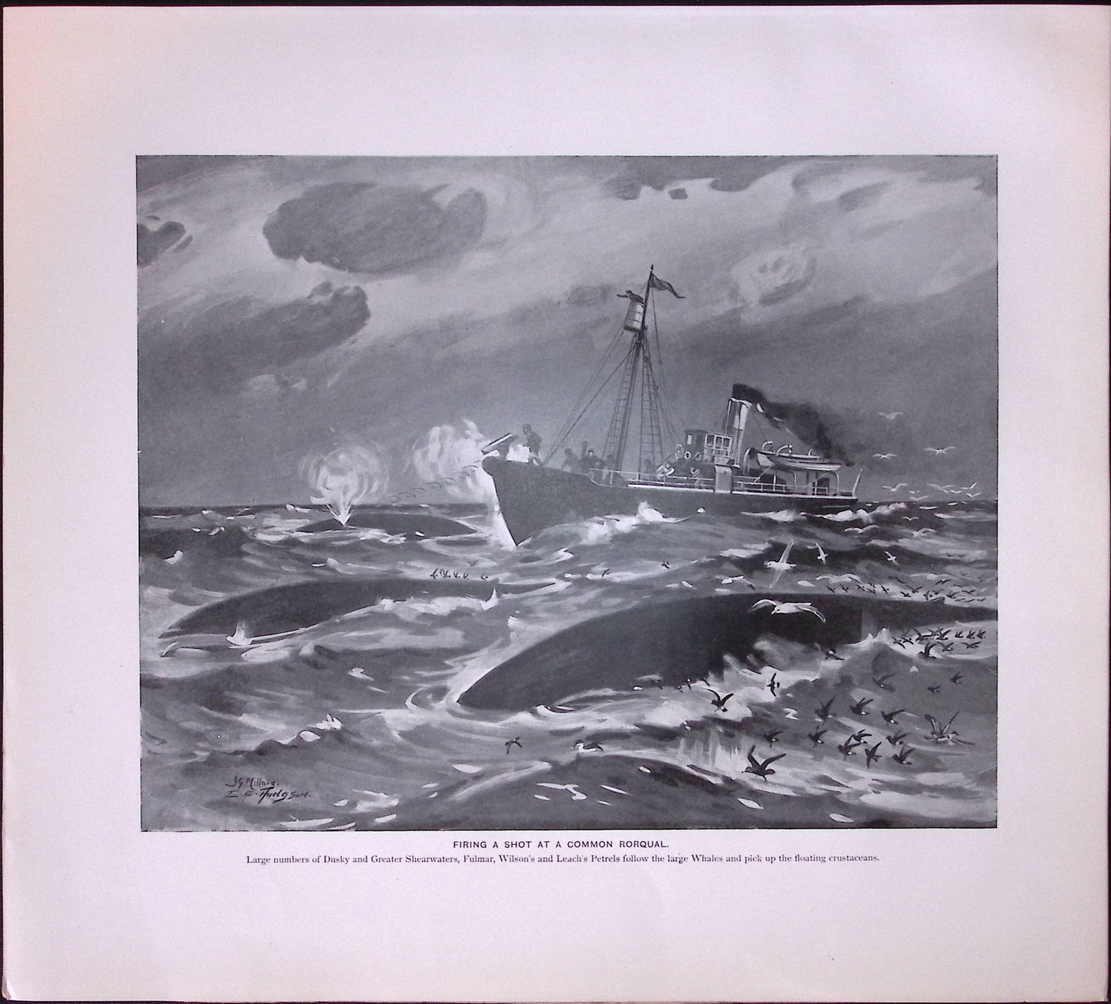 Job-Lot J.G. Millais Rare Limited-Edition Whales Family Species Antique Prints-8 - 2