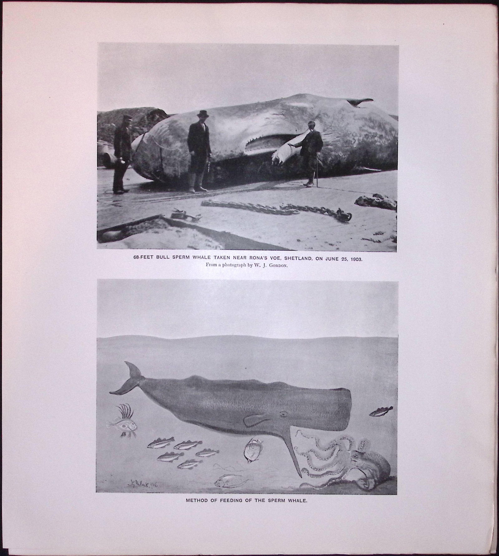 Job-Lot J.G. Millais Rare Limited-Edition Whales Family Species Antique Prints-8 - 3