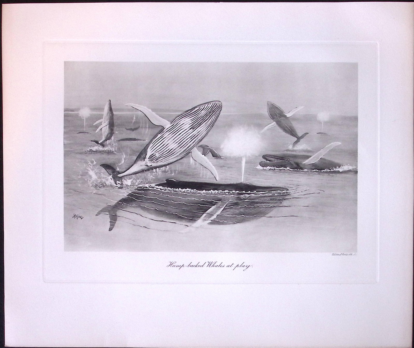 Job-Lot J.G. Millais Rare Limited-Edition Whales Family Species Antique Prints-8 - 4