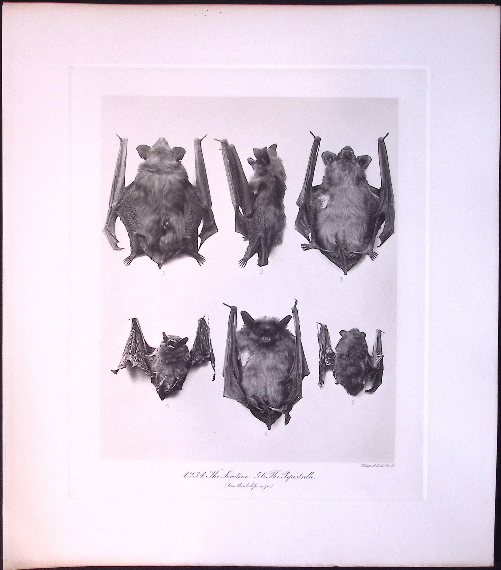 Job-Lot J.G. Millais Rare Limited-Edition The Bat Family Antique Prints-4 - 3