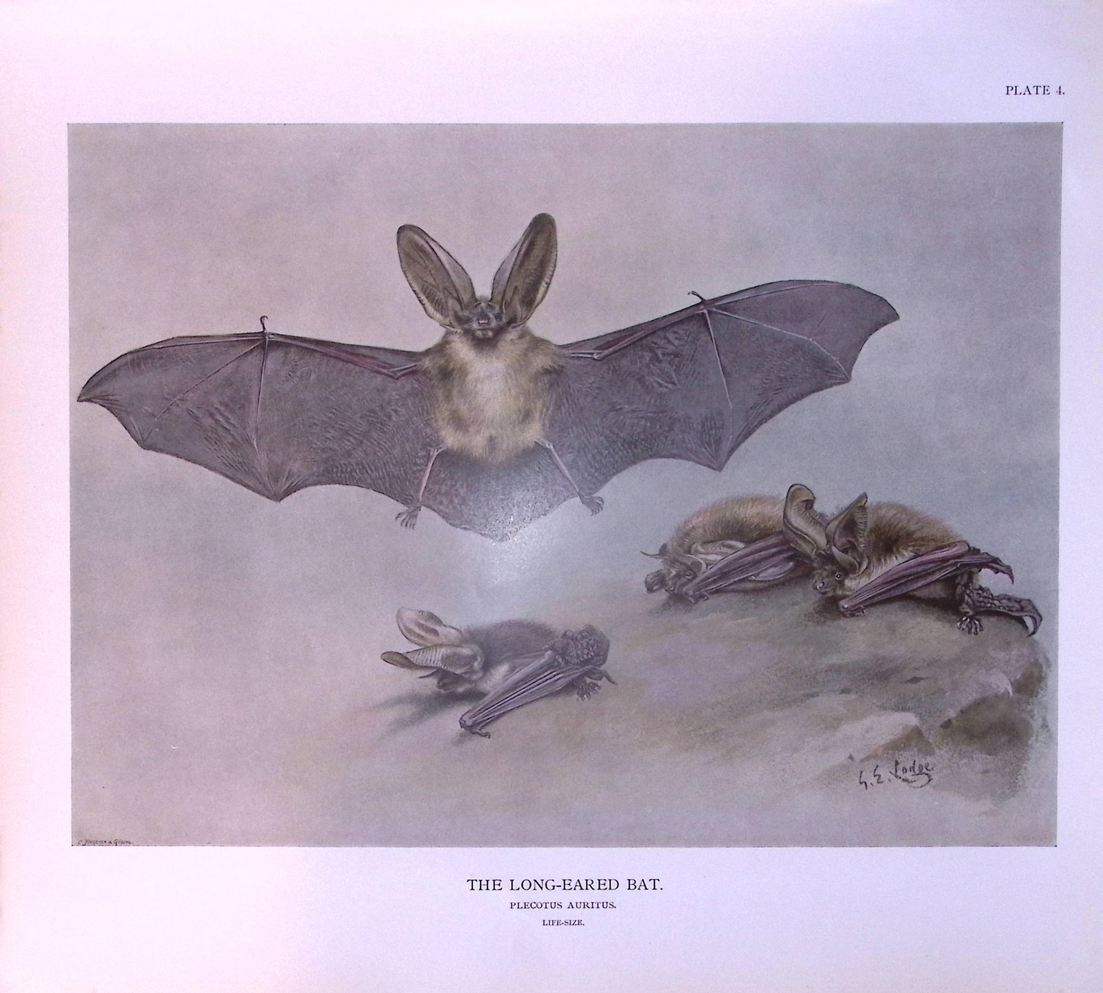 Job-Lot J.G. Millais Rare Limited-Edition The Bat Family Antique Prints-4 - 5