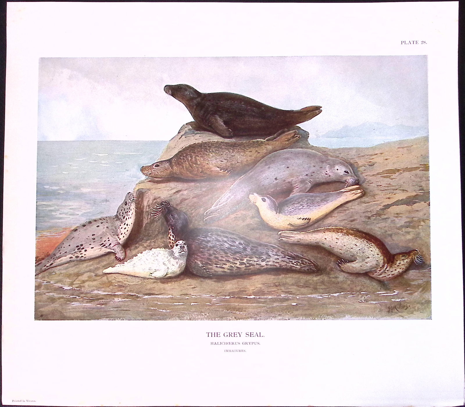 Job-Lot J.G. Millais Rare Limited-Edition Seal Family Species Antique Prints-14 - 5