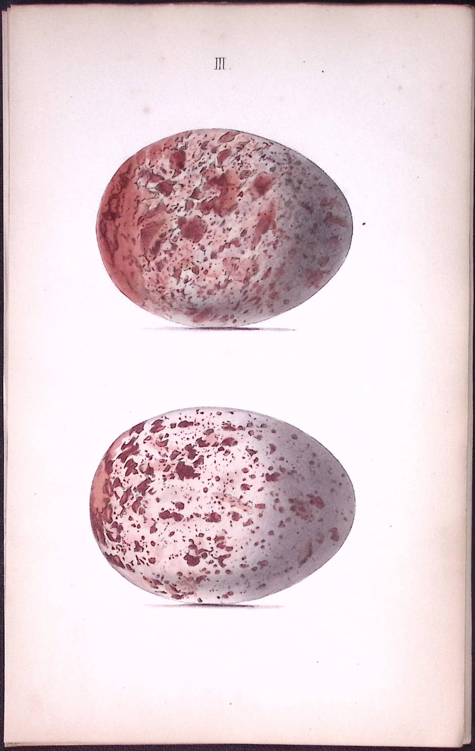 Golden Eagle Hewitson Antique Nests & Eggs of British Birds Print-4: Title: Golden Eagle Hewitson Antique Nests & Eggs of British Birds Print-4 Description: This Antique Print Was Removed From a 170 Years-Old Edition William Hewitson. Coloured Illustrations