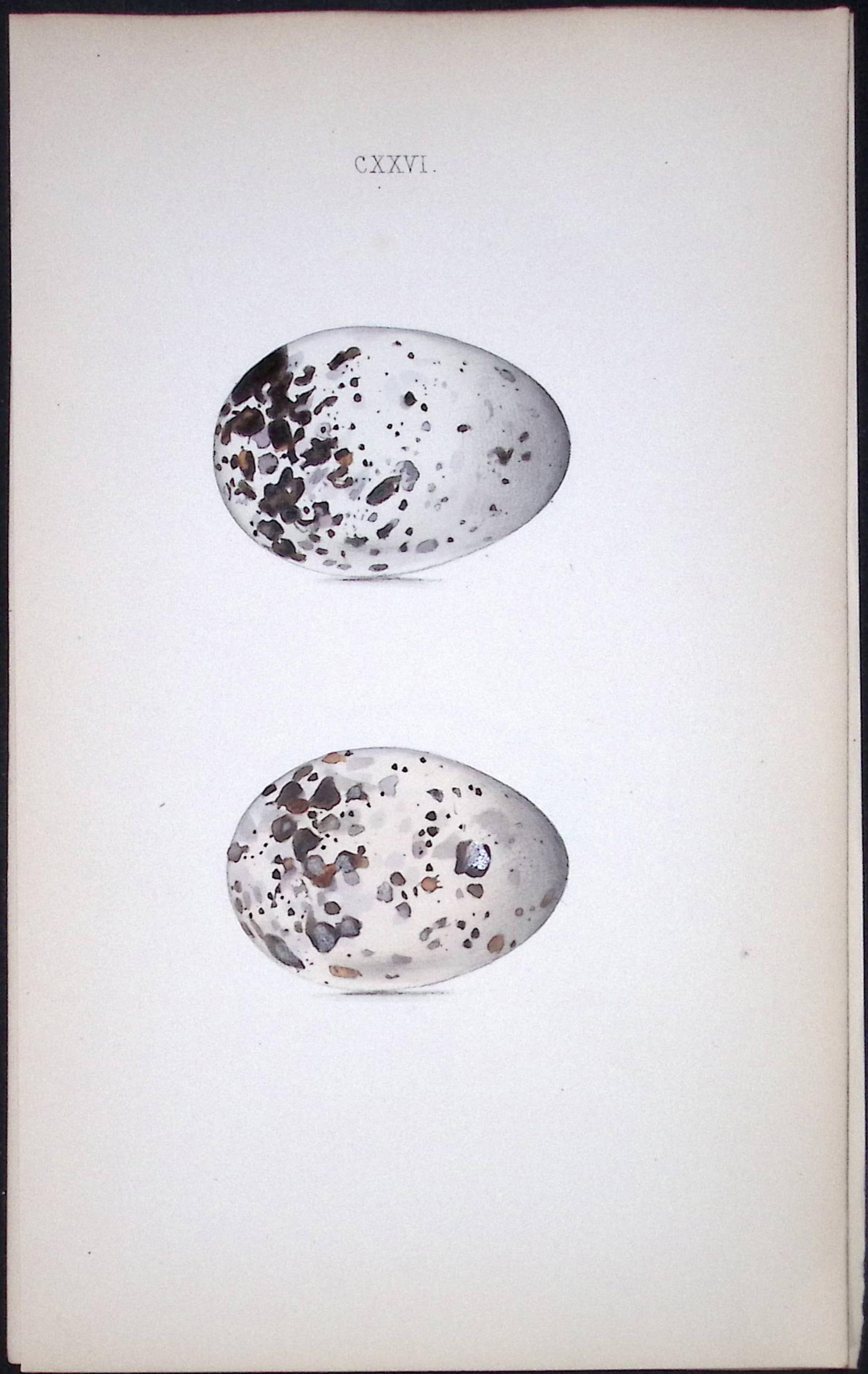 Black Guillemot Hewitson Antique Nests & Eggs of British Birds Print-114: Title: Black Guillemot Hewitson Antique Nests & Eggs of British Birds Print-114 Description: This Antique Print Was Removed From a 170 Years-Old Edition William Hewitson. Coloured