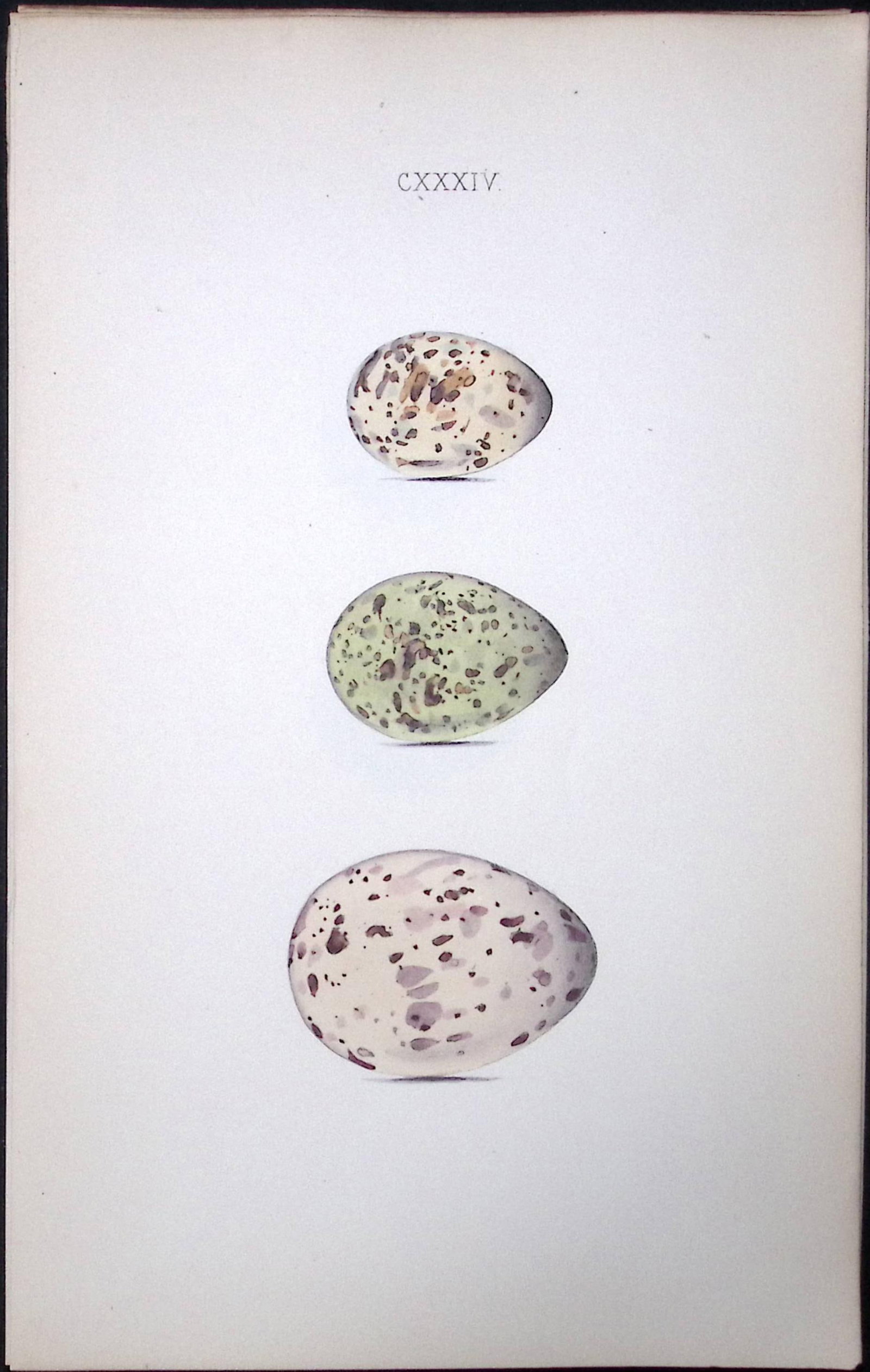 Noddy & Lesser Turn Hewitson Antique Nests & Eggs of British Birds Print-106: Title: Noddy & Lesser Turn Hewitson Antique Nests & Eggs of British Birds Print-106 Description: This Antique Print Was Removed From a 170 Years-Old Edition William Hewitson. Coloured