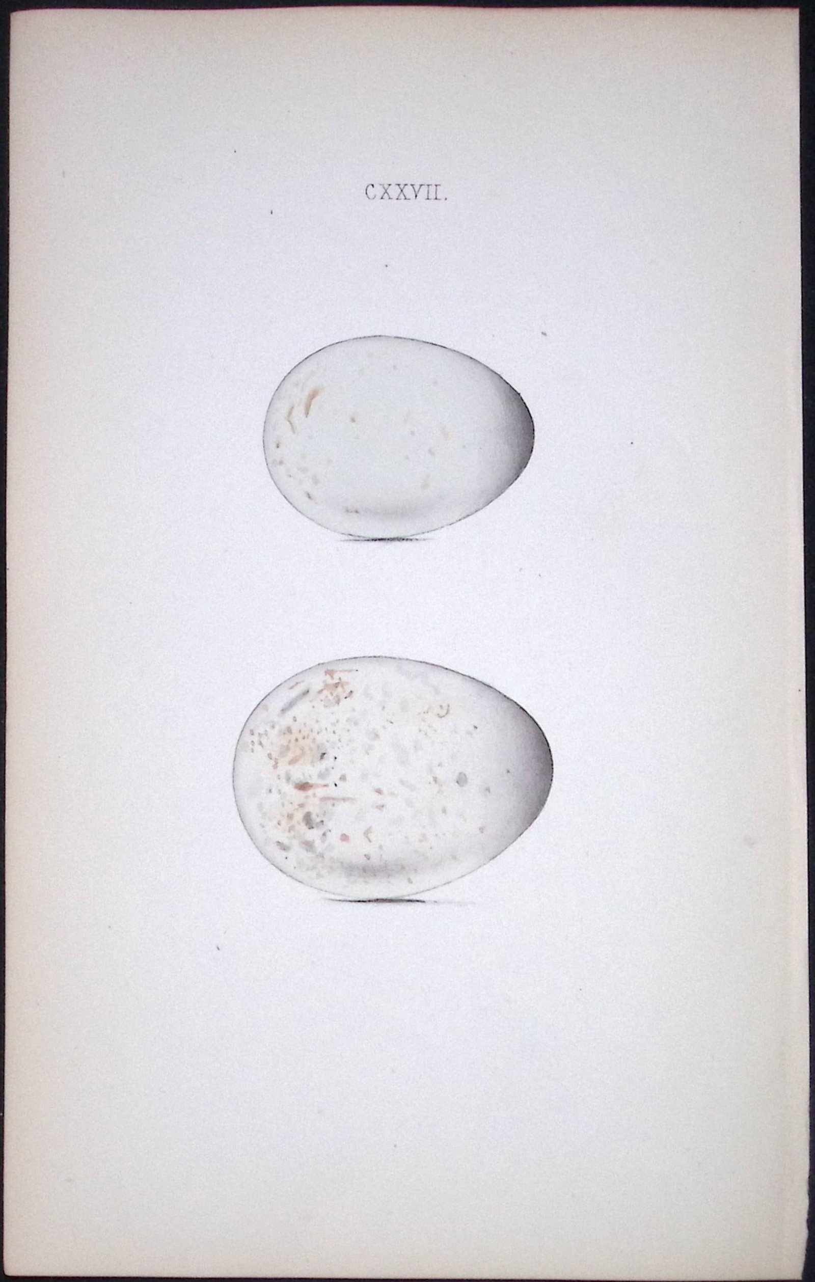 The Little Auk Hewitson Antique Nests & Eggs of British Birds Print-113: Title: The Little Auk Hewitson Antique Nests & Eggs of British Birds Print-113 Description: This Antique Print Was Removed From a 170 Years-Old Edition William Hewitson. Coloured