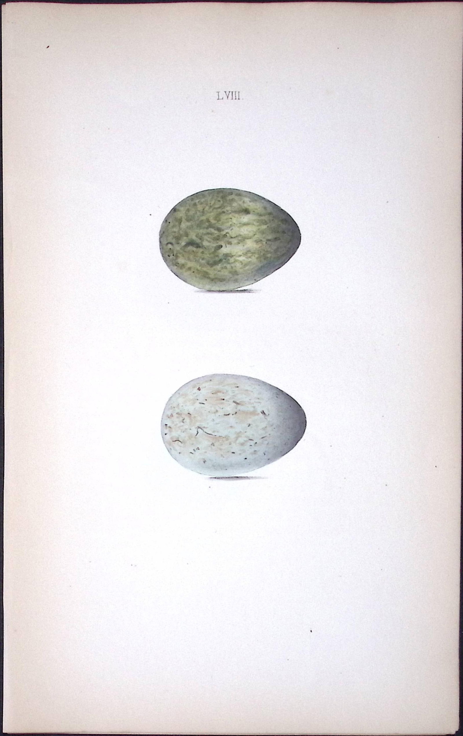 The Raven William Hewitson Antique Nests & Eggs of British Birds Print-55: Title: The Raven William Hewitson Antique Nests & Eggs of British Birds Print-55 Description: This Antique Print Was Removed From a 170 Years-Old Edition William Hewitson. Coloured