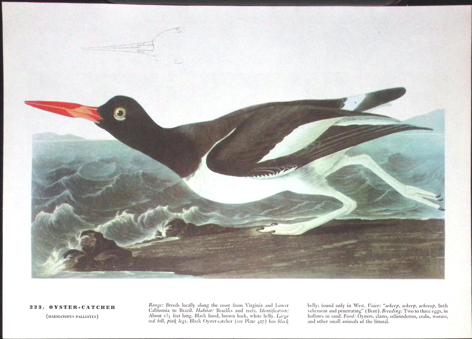 Job-Lot John James Audubon Birds of America 72-Year-Old Coloured Book Plates-32 - 2