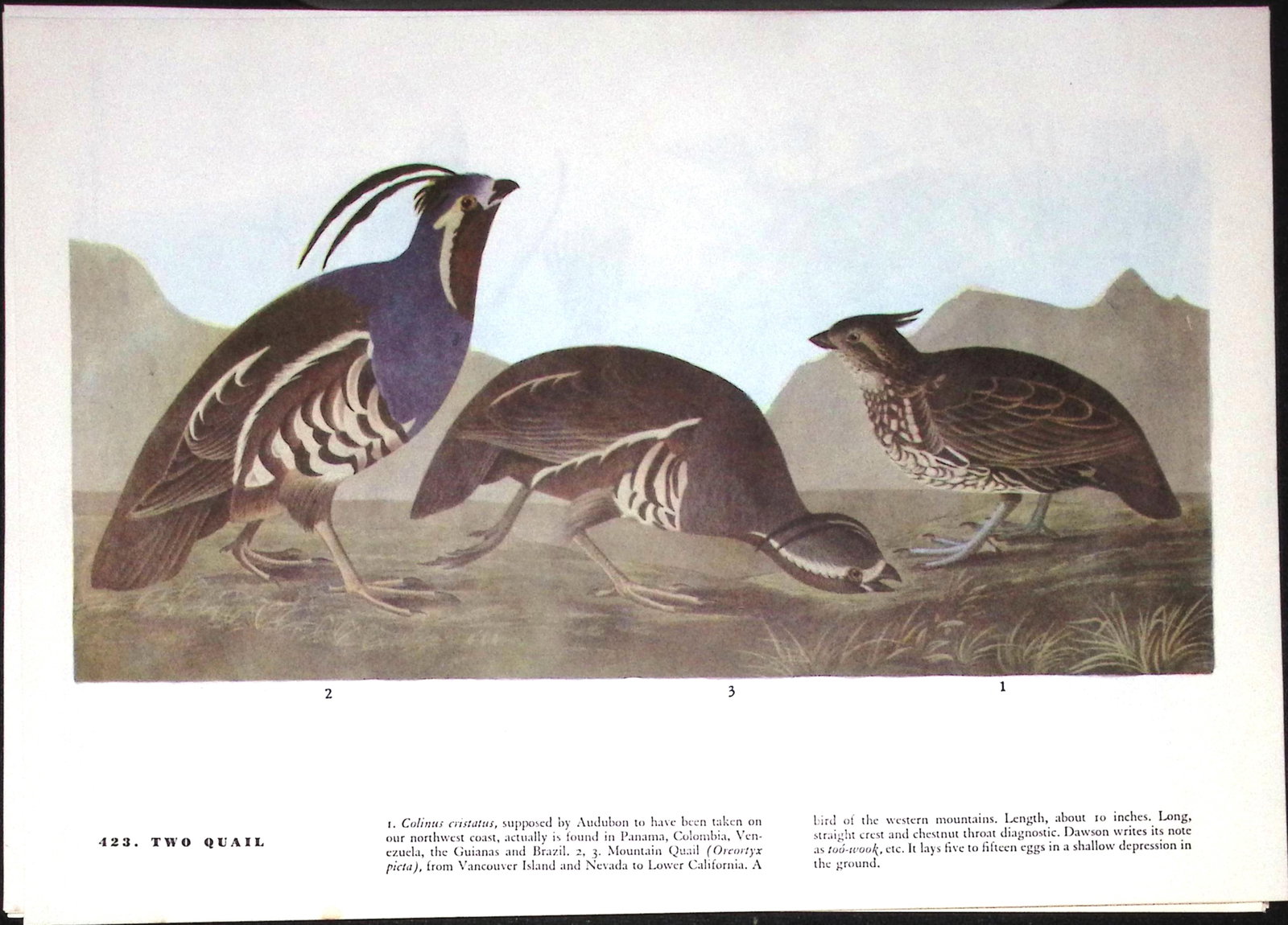 Job-Lot John James Audubon Birds of America 72-Year-Old Coloured Book Plates-32 - 4