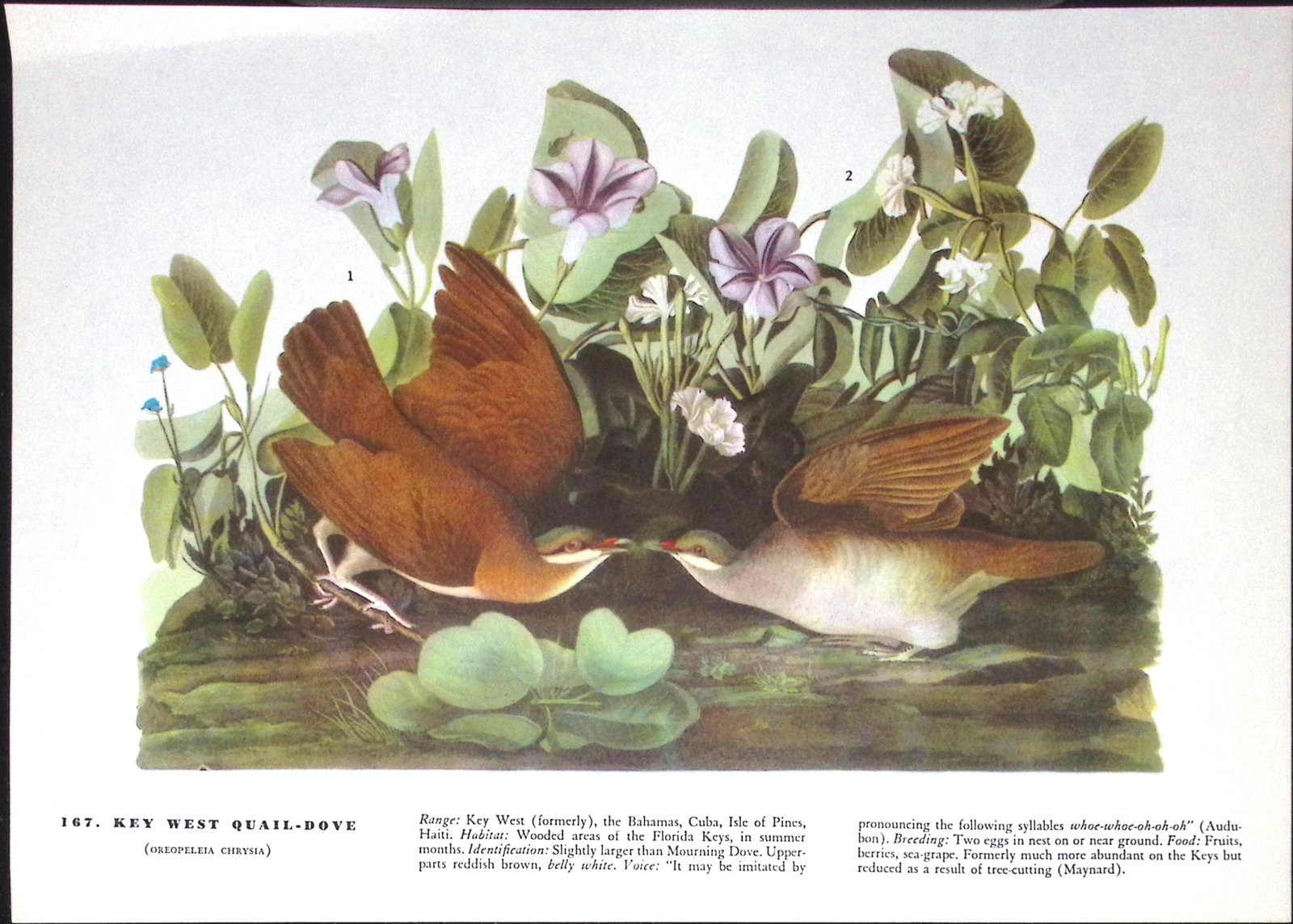 Job-Lot John James Audubon Birds of America 72-Year-Old Coloured Book Plates-32 - 6