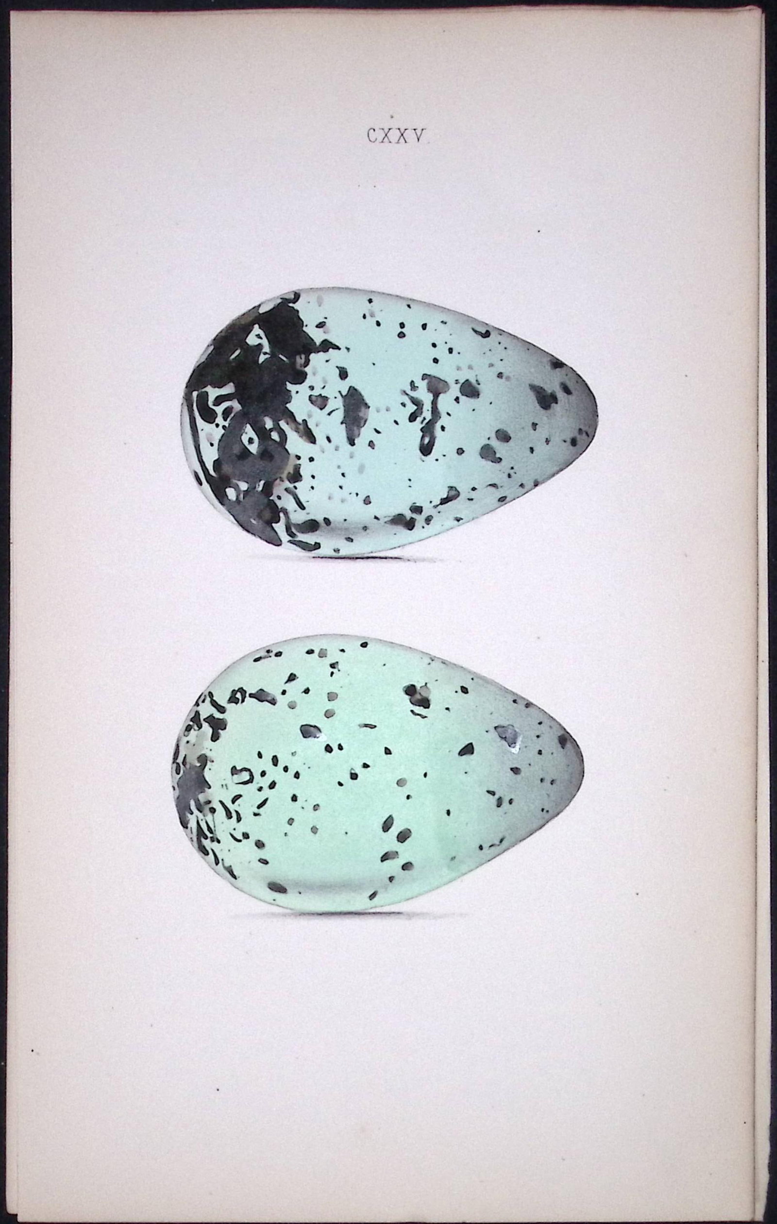 Brunnich’s Guillemot Hewitson Antique Nests & Eggs of British Birds Print-115: Title: Brunnich’s Guillemot Hewitson Antique Nests & Eggs of British Birds Print-115 Description: This Antique Print Was Removed From a 170 Years-Old Edition William Hewitson. 