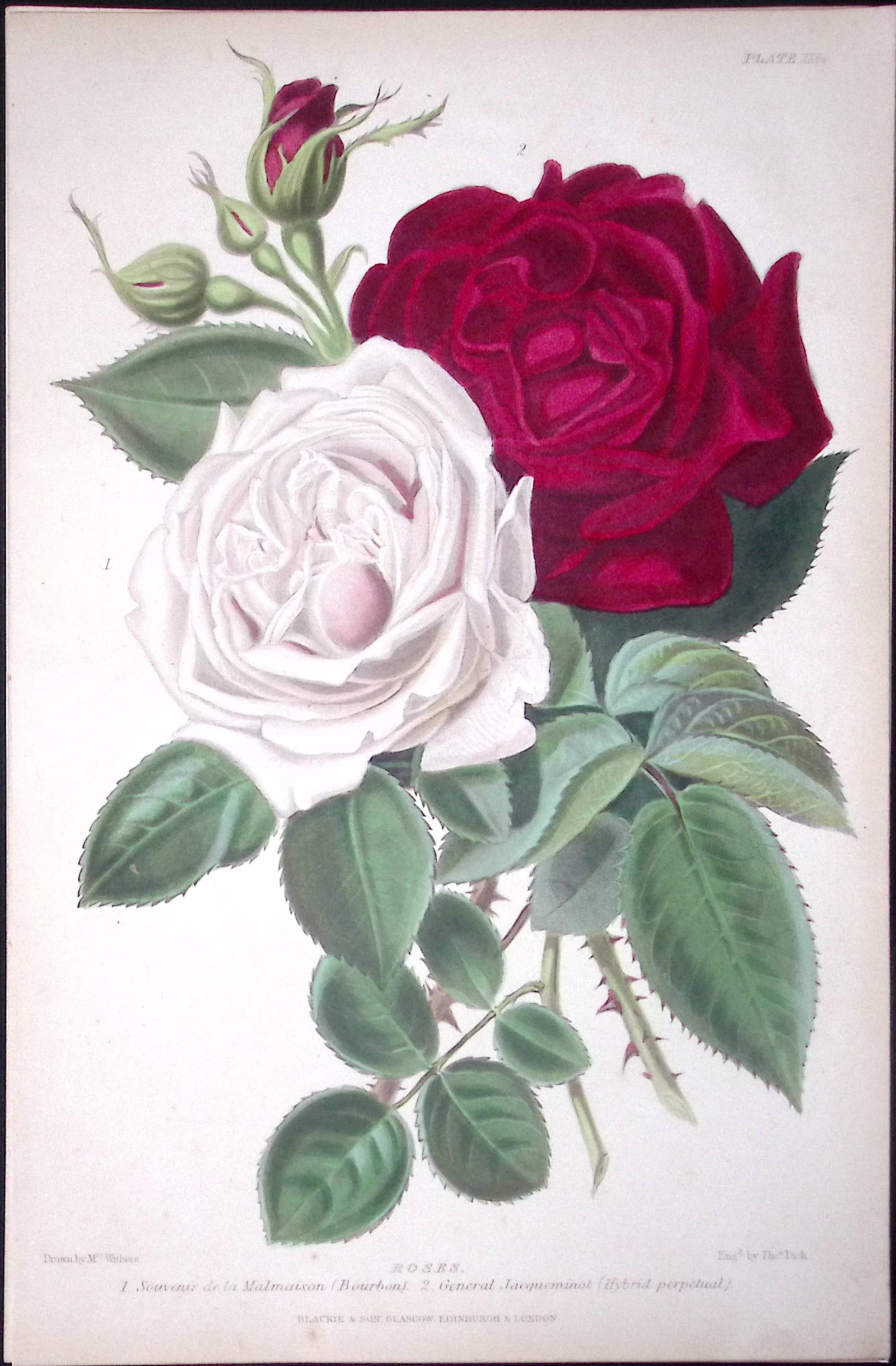 Beautiful Roses Flower Antique Robert Thompson Hand Coloured Print-4: Title: Beautiful Roses Flower Antique Robert Thompson Hand Coloured Print-4 Description: This Illustration Was Removed from a Robert Thompson 1859 Antique Edition the Gardener Assistant. 