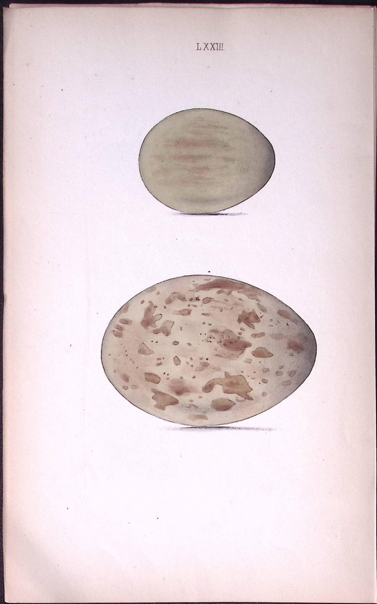 Great Bustard-William Hewitson Antique Nests & Eggs of British Birds Print-44: Title: Great Bustard-William Hewitson Antique Nests & Eggs of British Birds Print-44 Description: This Antique Print Was Removed From a 170 Years-Old Edition William Hewitson. Coloured