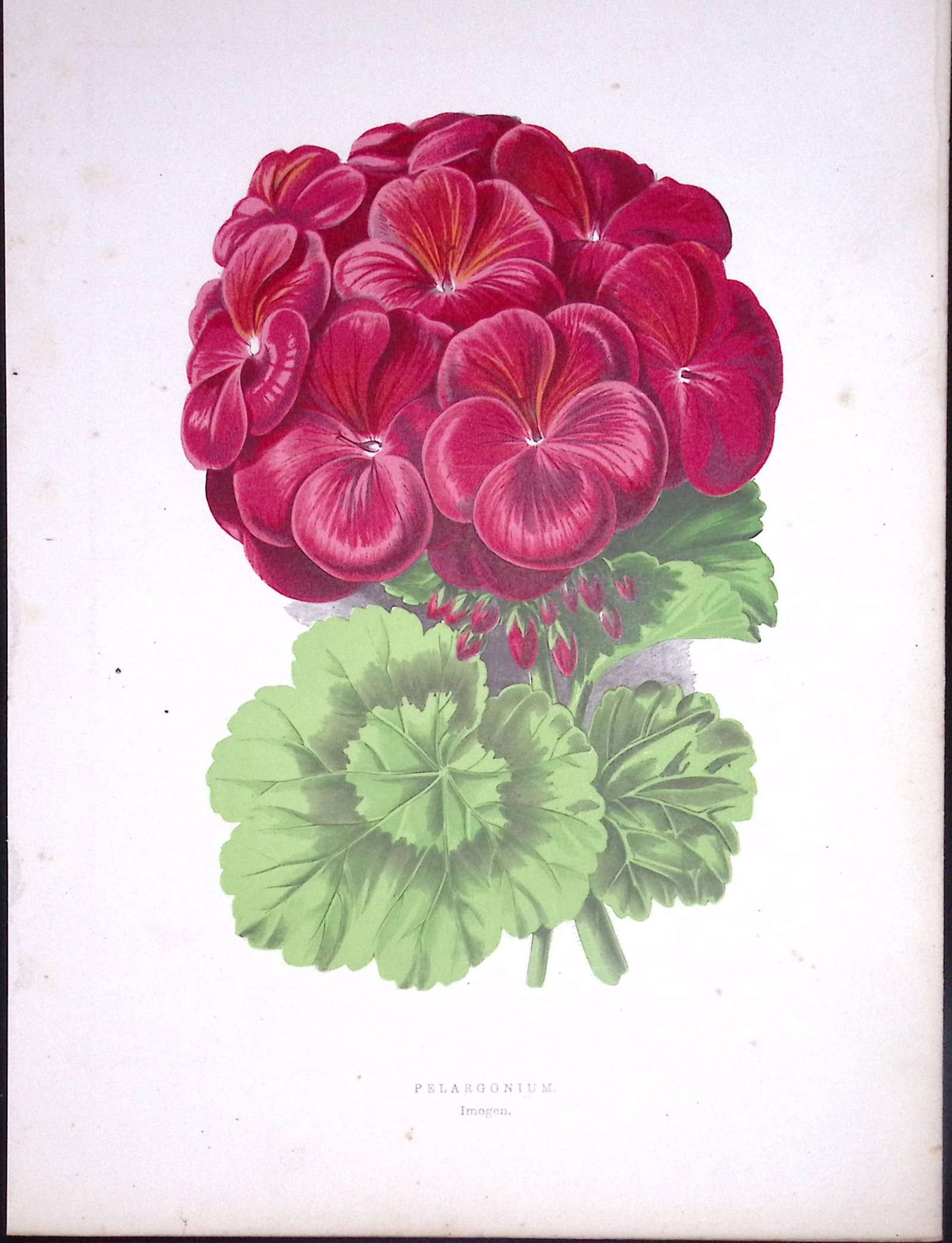 Scented Pelargonium Flower Antique Shirley Hibbard Greenhouse Coloured Print-15: Title: Scented Pelargonium Flower Antique Shirley Hibbard Greenhouse Coloured Print-15 Description: This Coloured Antique Print Measure Approximately 9.5” X 6.5” (Inches) 274.
