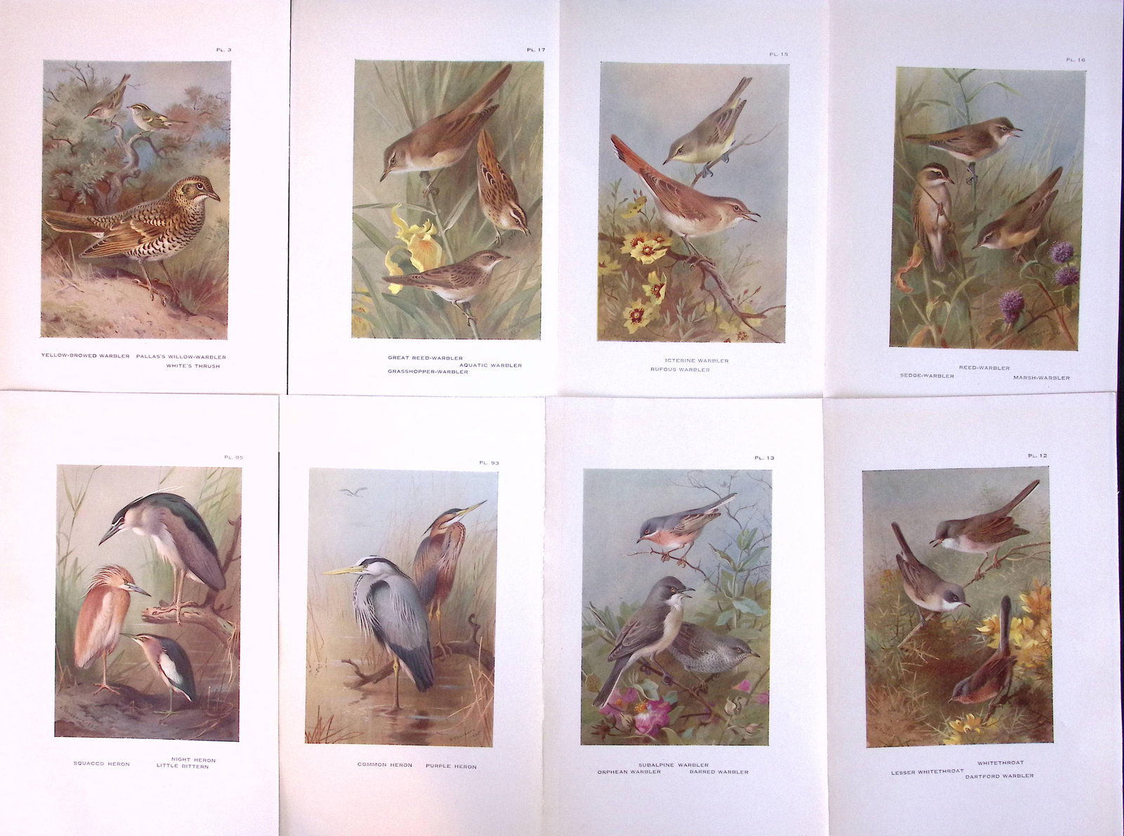 Job-Lot 12 Thorburn Bird Species Shrike, Herons, Warblers, Antique Prints 11. (1 of 2)