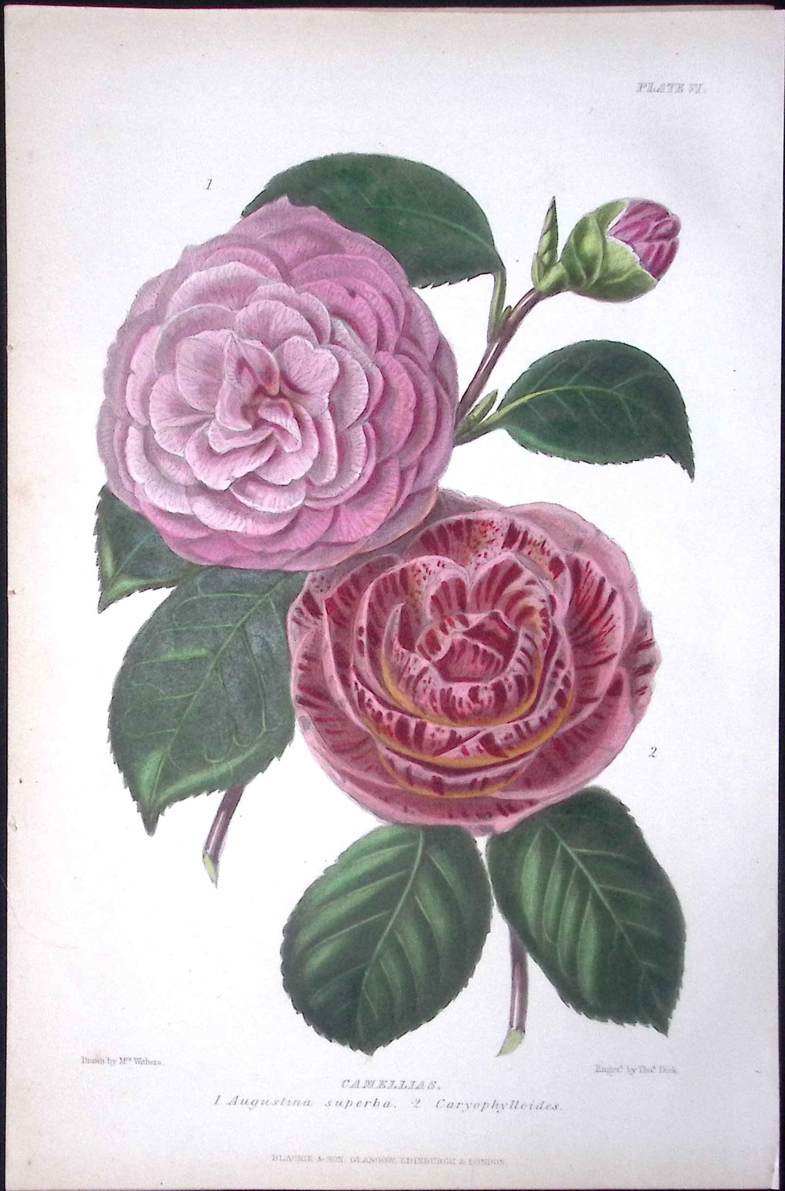 Camellias Flower Antique Robert Thompson Hand Coloured Print-3: Title: Camellias Flower Antique Robert Thompson Hand Coloured Print-3 Description: This Illustration Was Removed from a Robert Thompson 1859 Antique Edition the Gardener Assistant. Practical