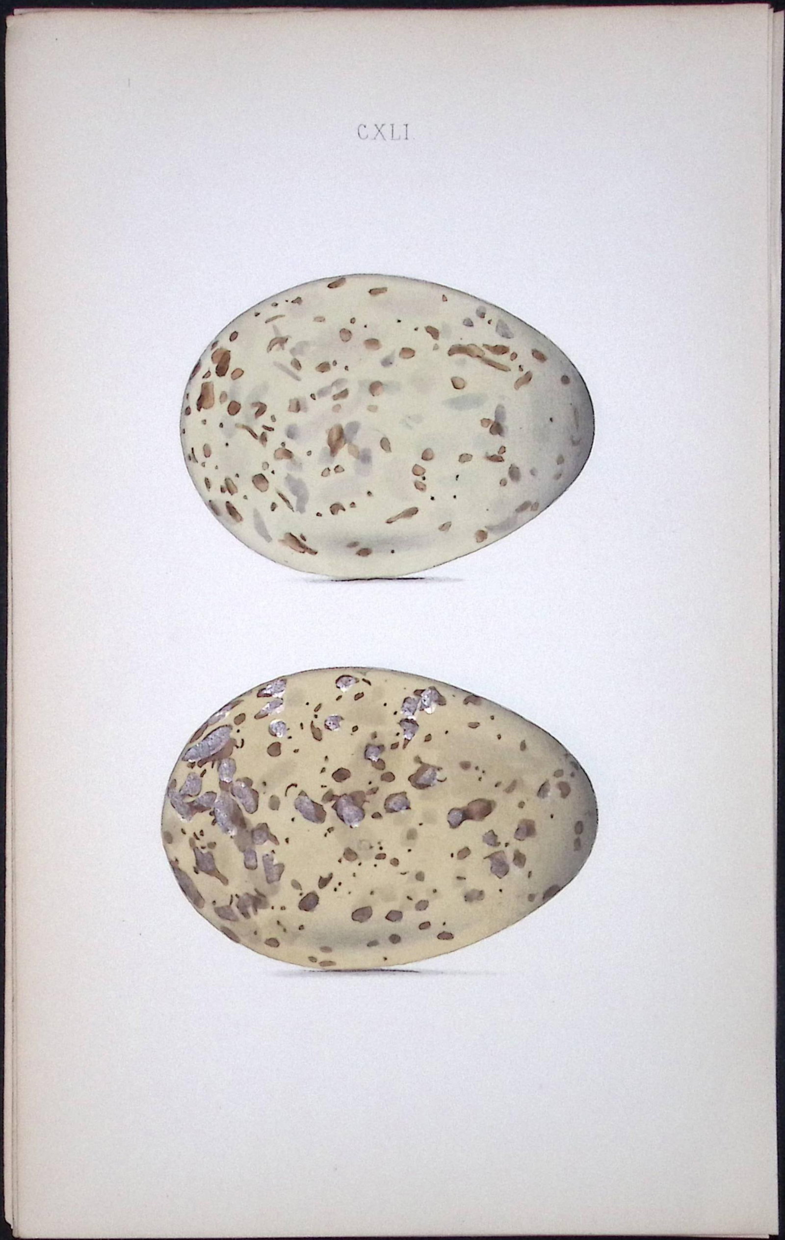 Black-Backed Gull-William Hewitson Antique Nests & Eggs of British Birds Print-99: Title: Black-Backed Gull-William Hewitson Antique Nests & Eggs of British Birds Print-99 Description: This Antique Print Was Removed From a 170 Years-Old Edition William Hewitson. Coloured