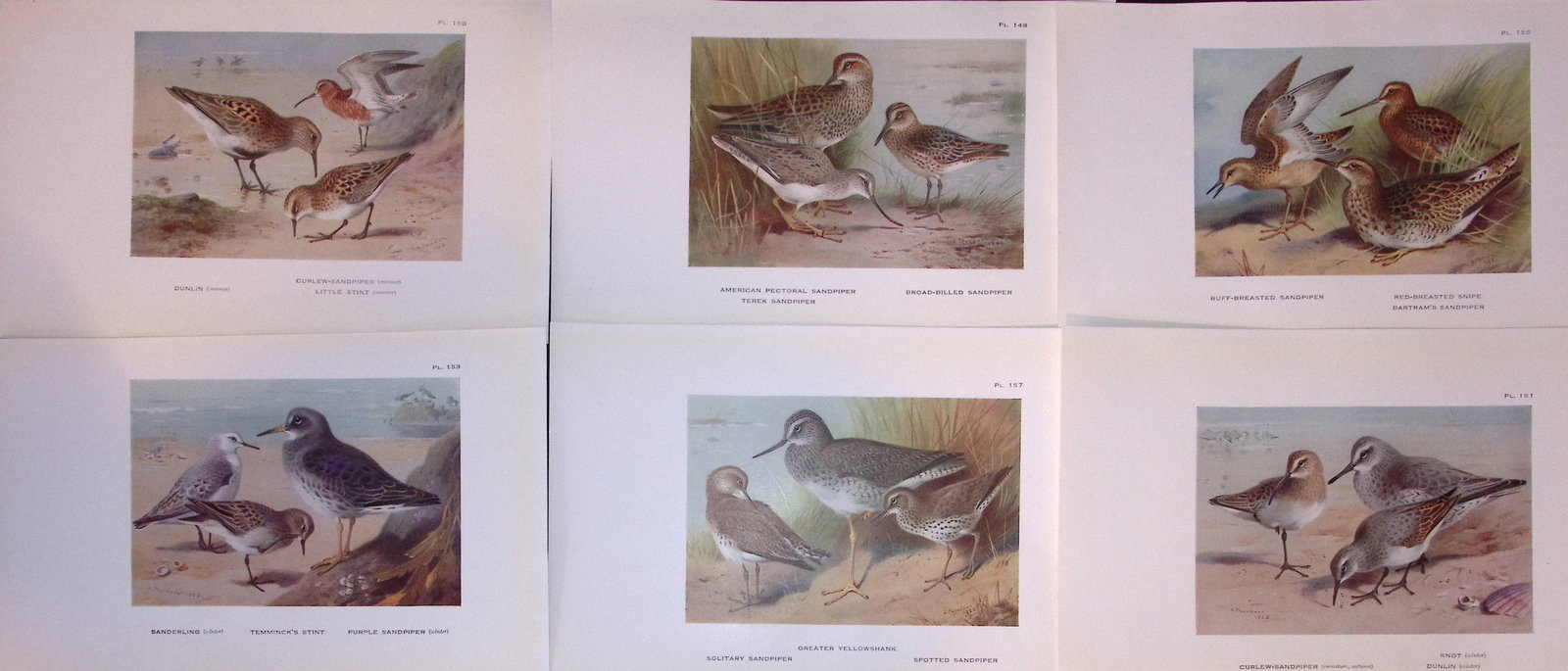 Job-Lot 12 Thorburn Bird Sandpipers, Shanks, Stint, Knot, Antique Prints 14. (1 of 2)