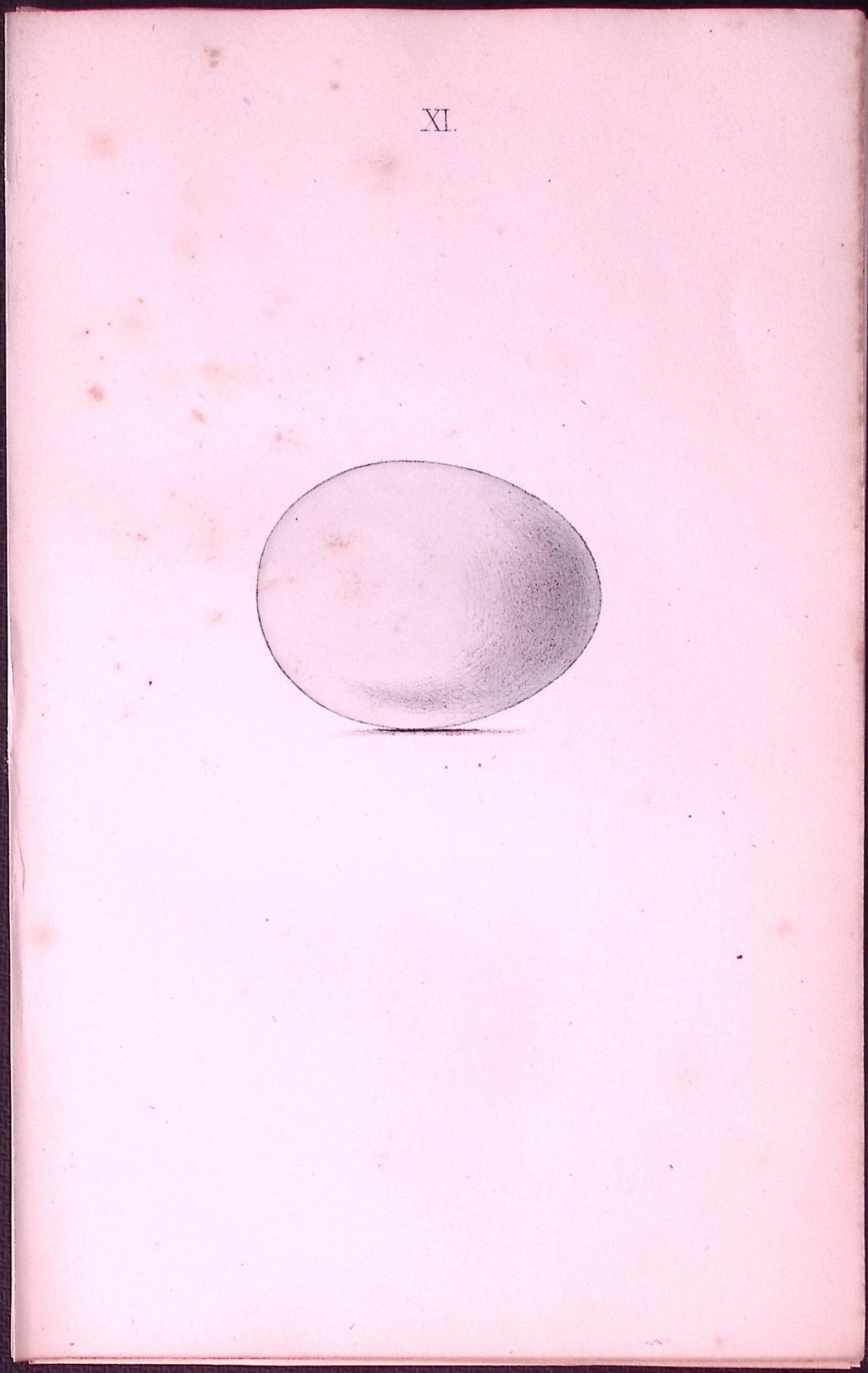 Goshawk -William Hewitson Antique Nests & Eggs of British Birds Print-11: Title: Goshawk -William Hewitson Antique Nests & Eggs of British Birds Print-11 Description: This Antique Print Was Removed From a 170 Years-Old Edition William Hewitson. Coloured