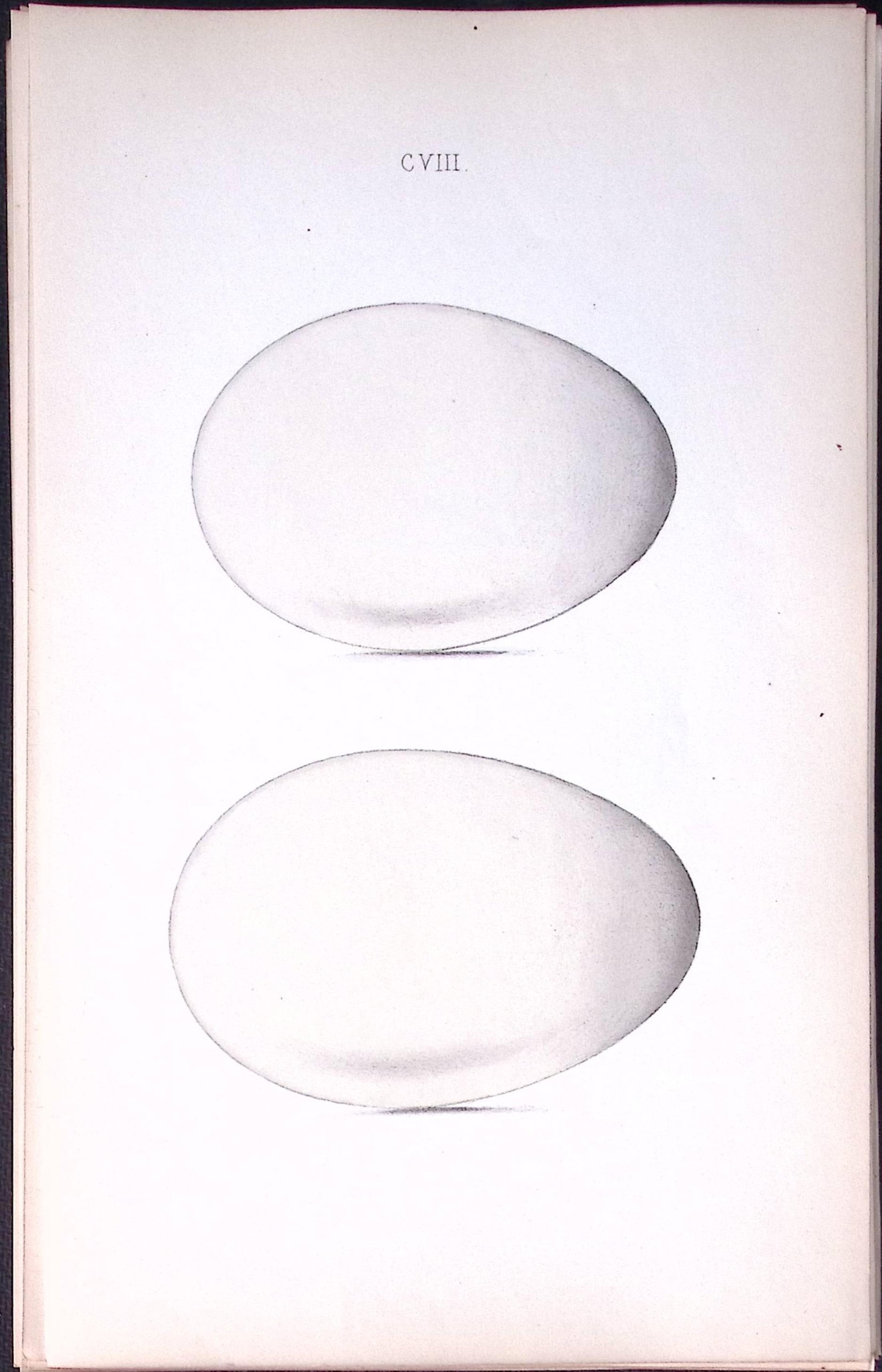 Bean Goose -William Hewitson Antique Nests & Eggs of British Birds Print-41: Title: Bean Goose -William Hewitson Antique Nests & Eggs of British Birds Print-41 Description: This Antique Print Was Removed From a 170 Years-Old Edition William Hewitson. Coloured