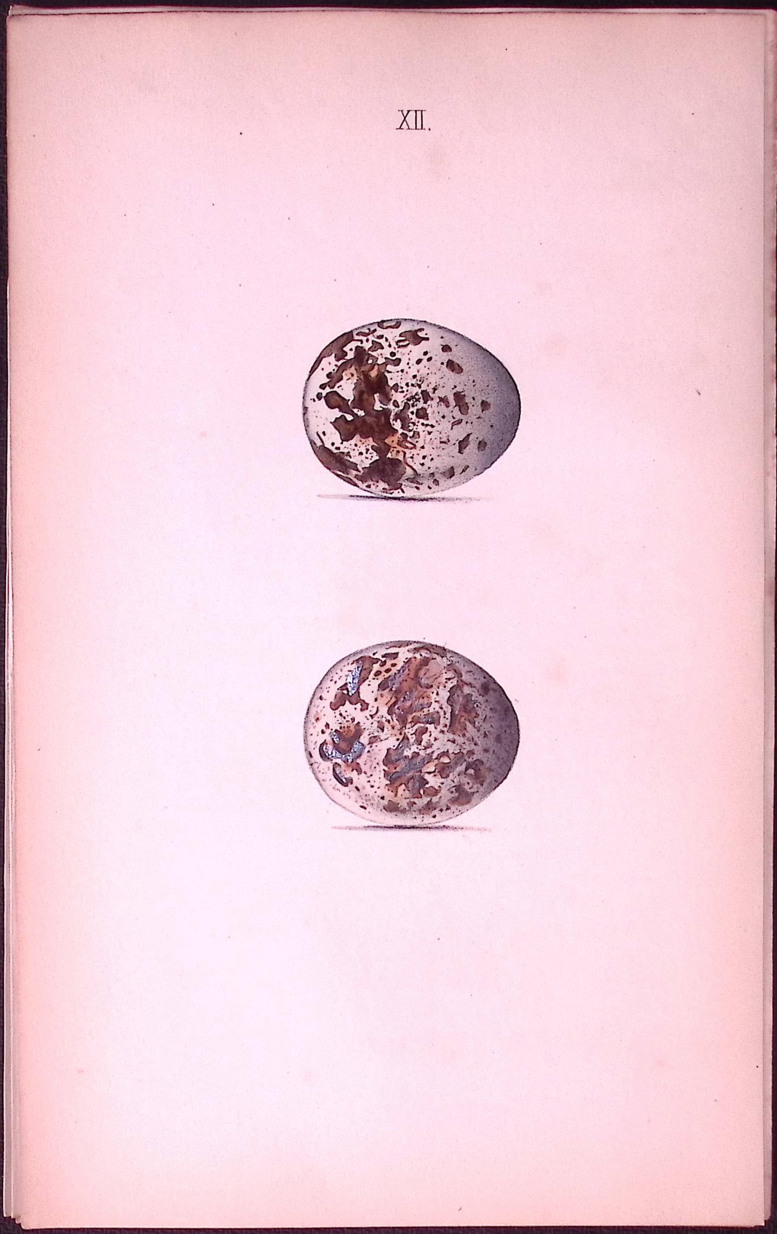 Sparrow Hawk -William Hewitson Antique Nests & Eggs of British Birds Print-12: Title: Sparrow Hawk -William Hewitson Antique Nests & Eggs of British Birds Print-12 Description: This Antique Print Was Removed From a 170 Years-Old Edition William Hewitson. Coloured