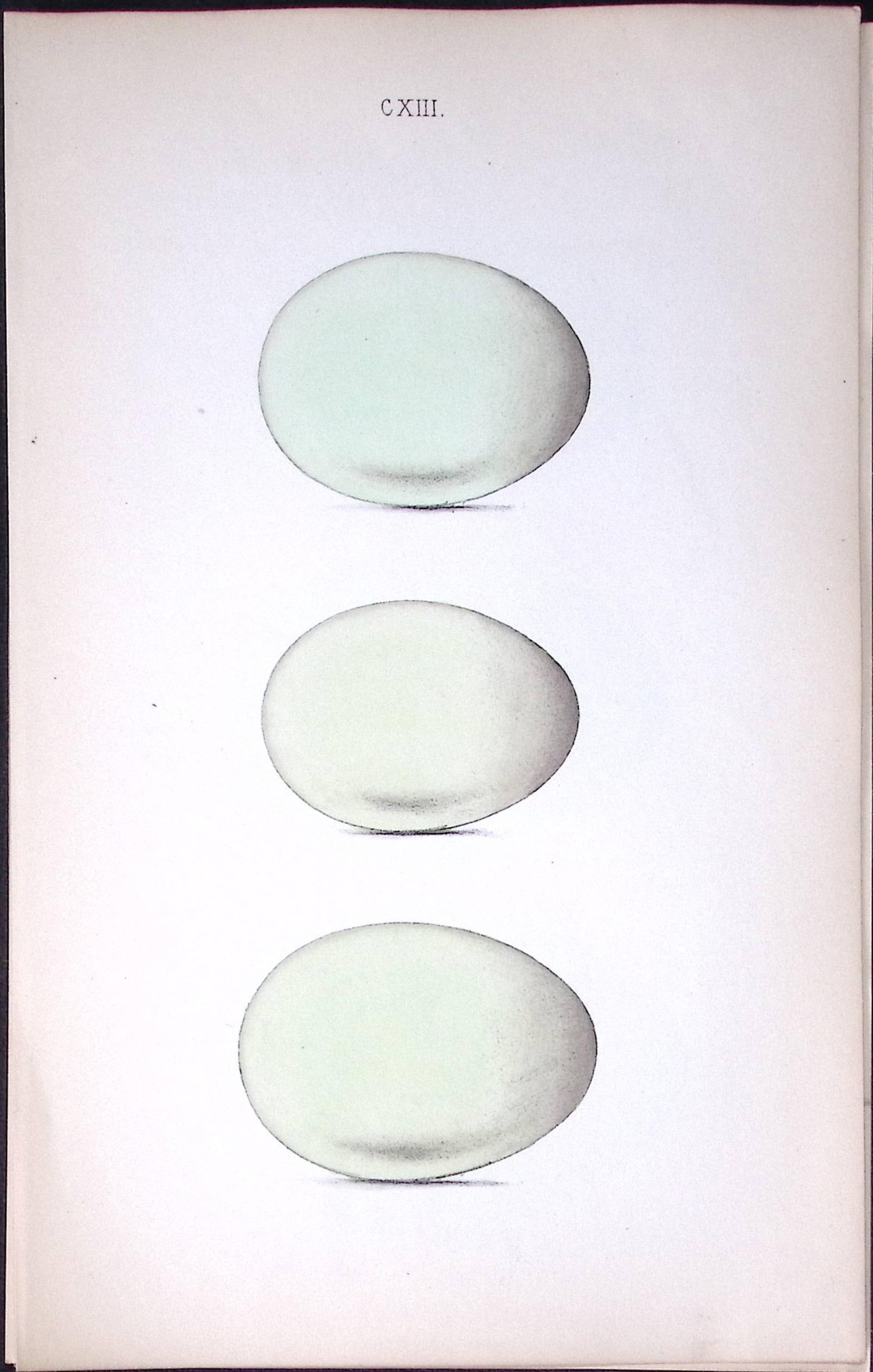 Pintail, Gadwell Duck -William Hewitson Antique Nests & Eggs of British Birds Print-37: Title: Pintail, Gadwell Duck -William Hewitson Antique Nests & Eggs of British Birds Print-37 Description: This Antique Print Was Removed From a 170 Years-Old Edition William Hewitson. 