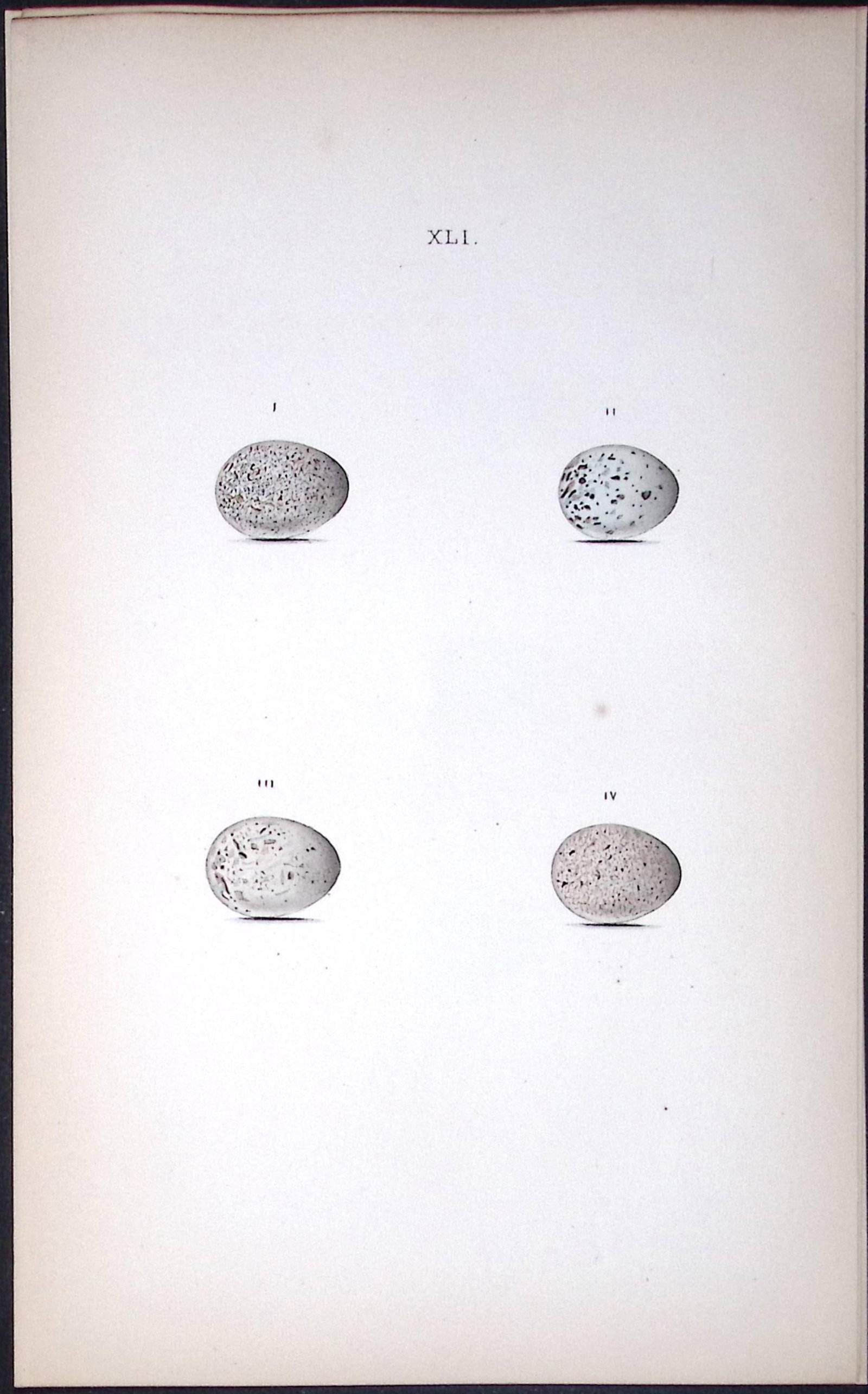 Pied Wagtail William Hewitson Antique Nests & Eggs of British Birds Print-72: Title: Pied Wagtail William Hewitson Antique Nests & Eggs of British Birds Print-72 Description: This Antique Print Was Removed From a 170 Years-Old Edition William Hewitson. Coloured