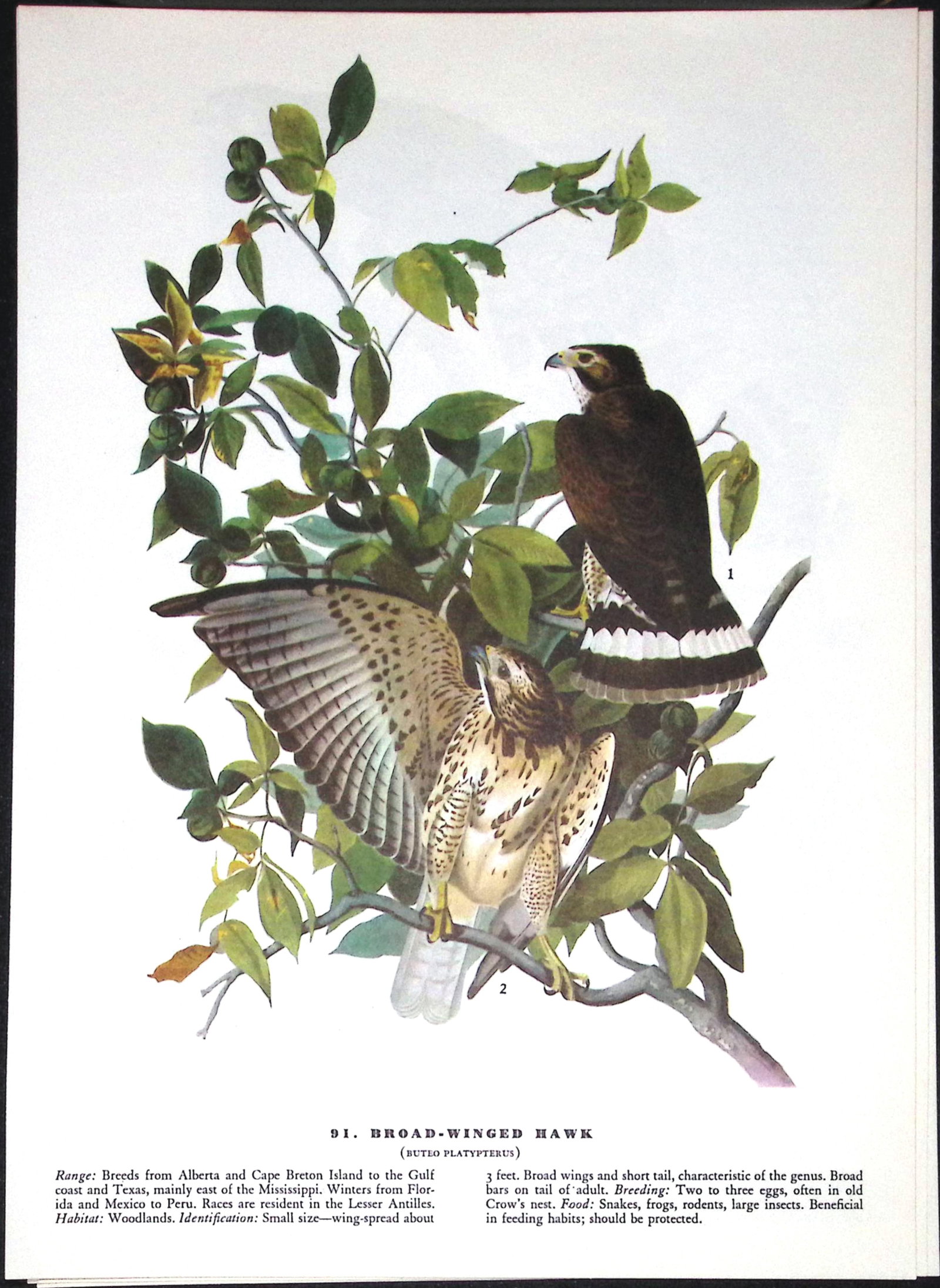 Job-Lot John James Audubon Birds of America 72-Year-Old Coloured Book Plates-22 - 3