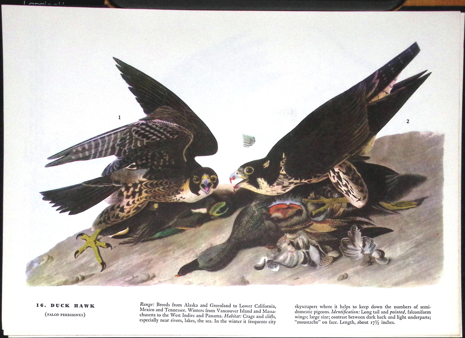 Job-Lot John James Audubon Birds of America 72-Year-Old Coloured Book Plates-22 - 4