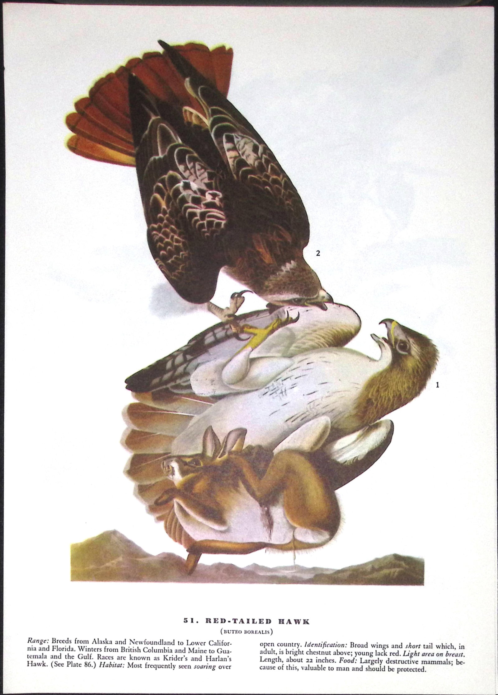 Job-Lot John James Audubon Birds of America 72-Year-Old Coloured Book Plates-22 - 6