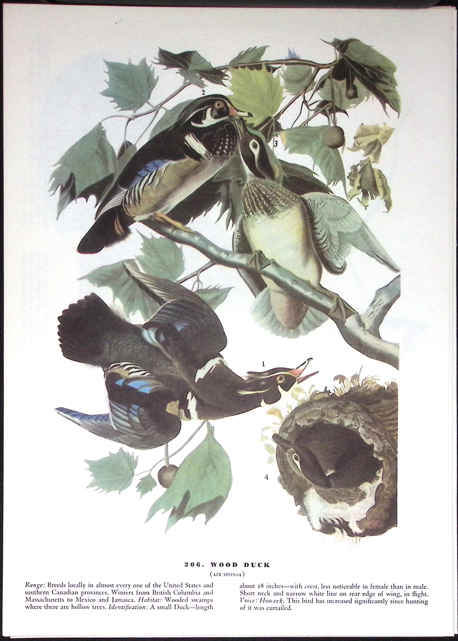 Job-Lot John James Audubon Birds of America 72-Year-Old Coloured Book Plates-28 - 3