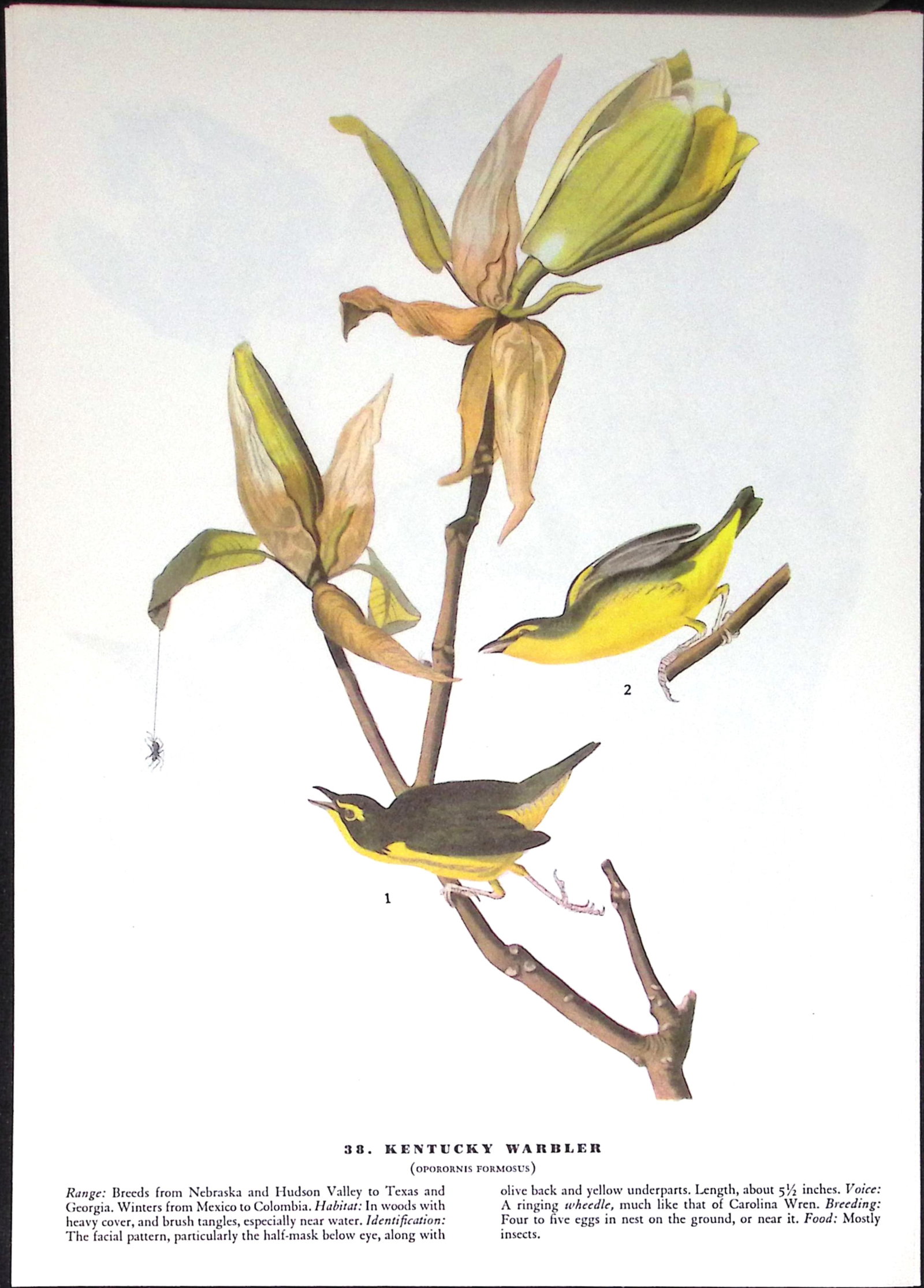 Job-Lot John James Audubon Birds of America 72-Year-Old Coloured Book Plates-28 - 4