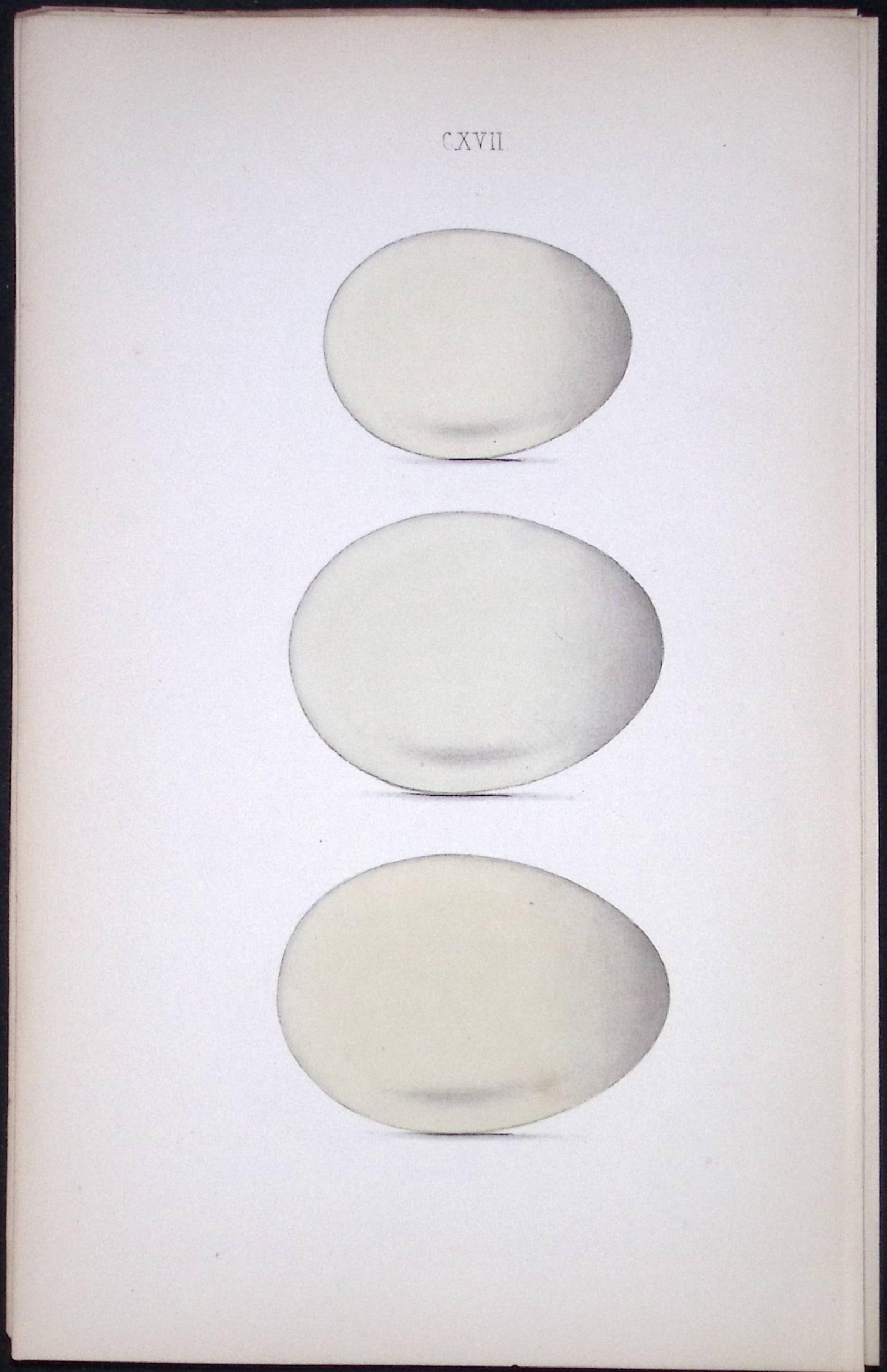 Ferruginous, Scaup, Tufted, Duck Hewitson Antique Nests & Eggs of British Birds Print-121 (1 of 1)