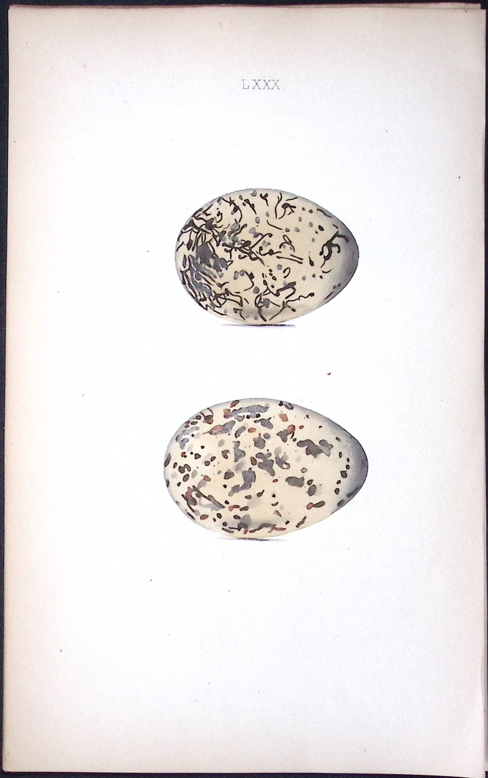 Oyster Catcher -William Hewitson Antique Nests & Eggs of British Birds Print-78: Title: Oyster Catcher -William Hewitson Antique Nests & Eggs of British Birds Print-78 Description: This Antique Print Was Removed From a 170 Years-Old Edition William Hewitson. Coloured