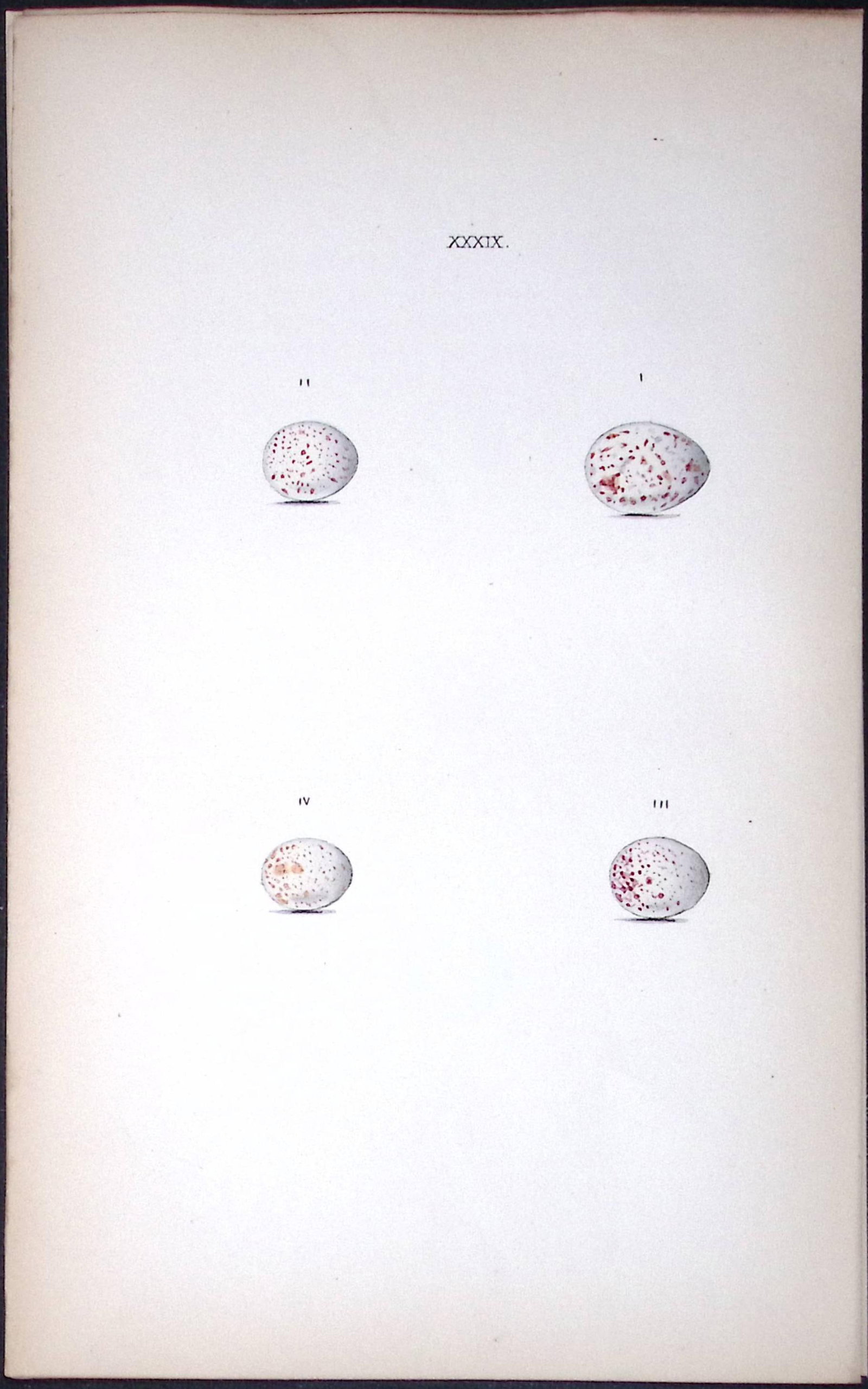 Great Titmouse William Hewitson Antique Nests & Eggs of British Birds Print-74: Title: Great Titmouse William Hewitson Antique Nests & Eggs of British Birds Print-74 Description: This Antique Print Was Removed From a 170 Years-Old Edition William Hewitson. Coloured