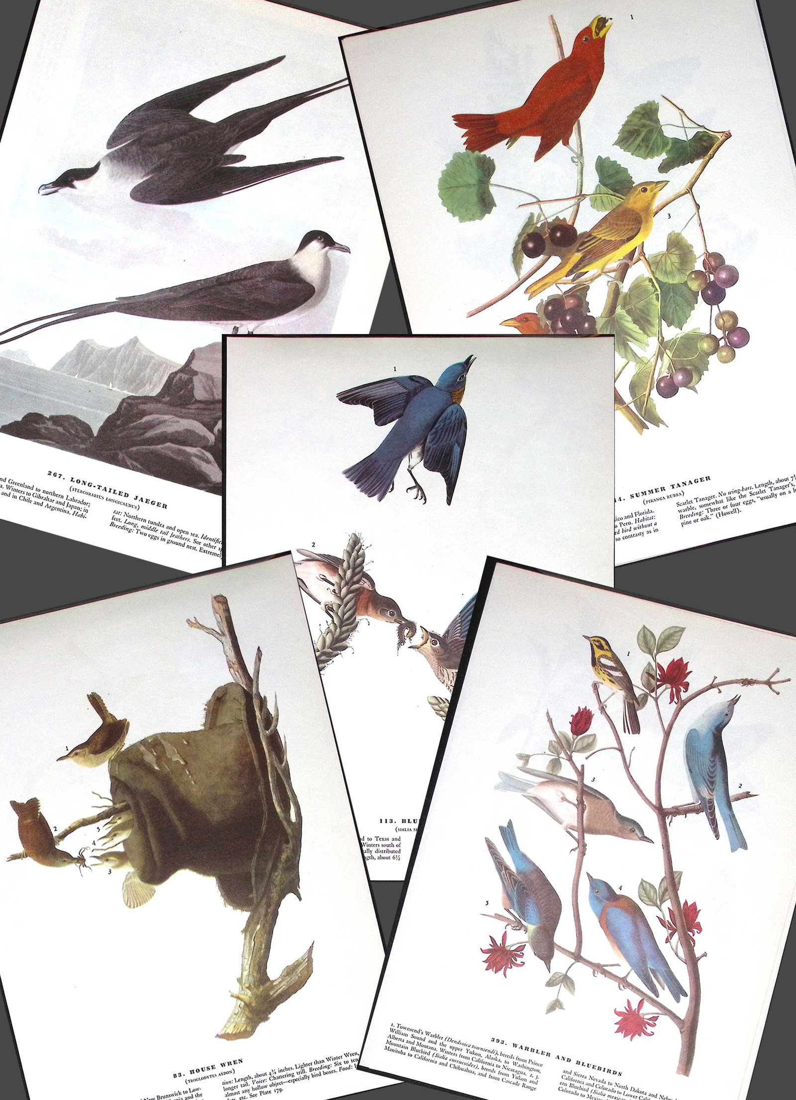 Job-Lot John James Audubon Birds of America 72-Year-Old Coloured Book Plates-36 (1 of 6)