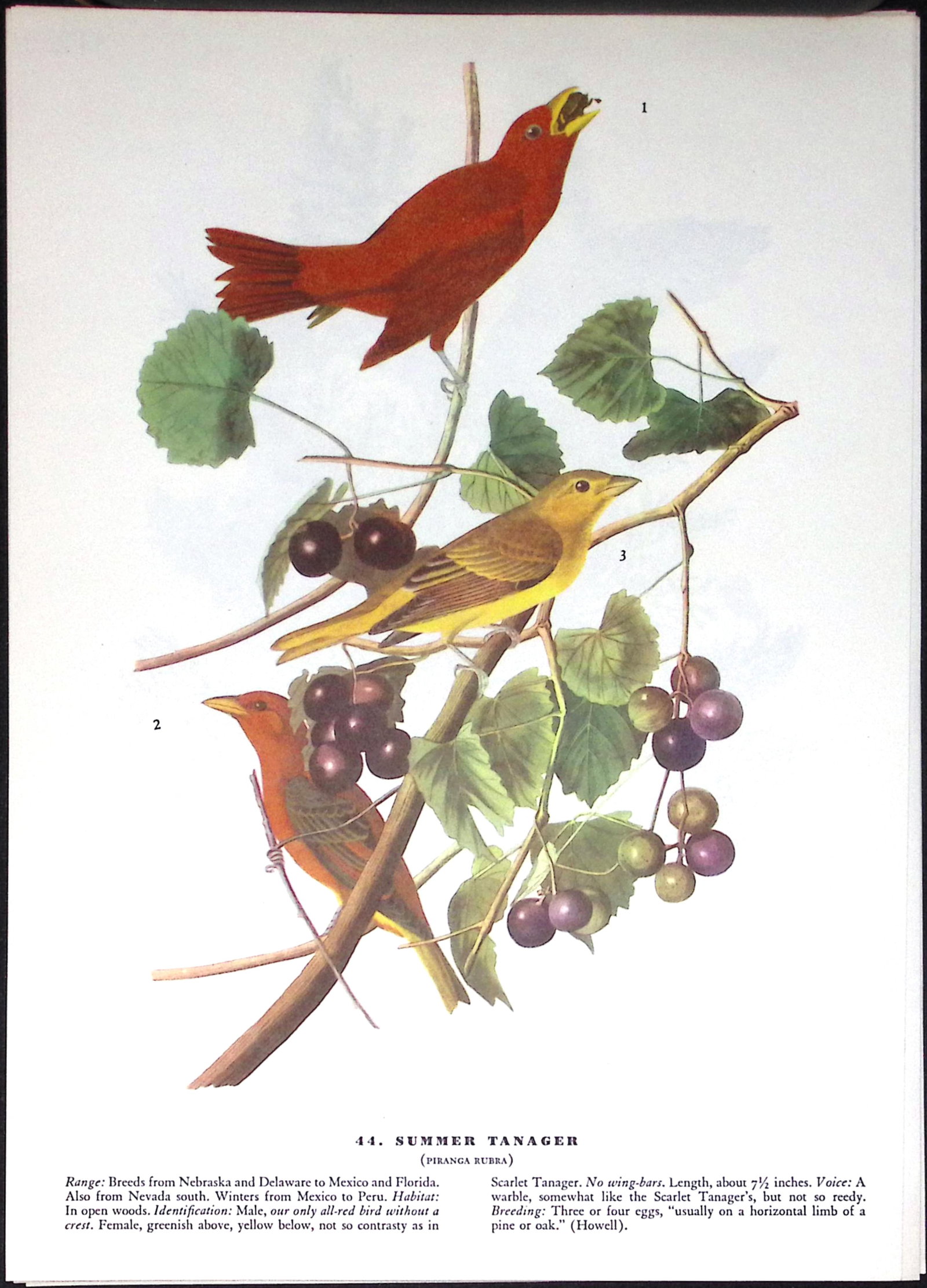 Job-Lot John James Audubon Birds of America 72-Year-Old Coloured Book Plates-36 - 3