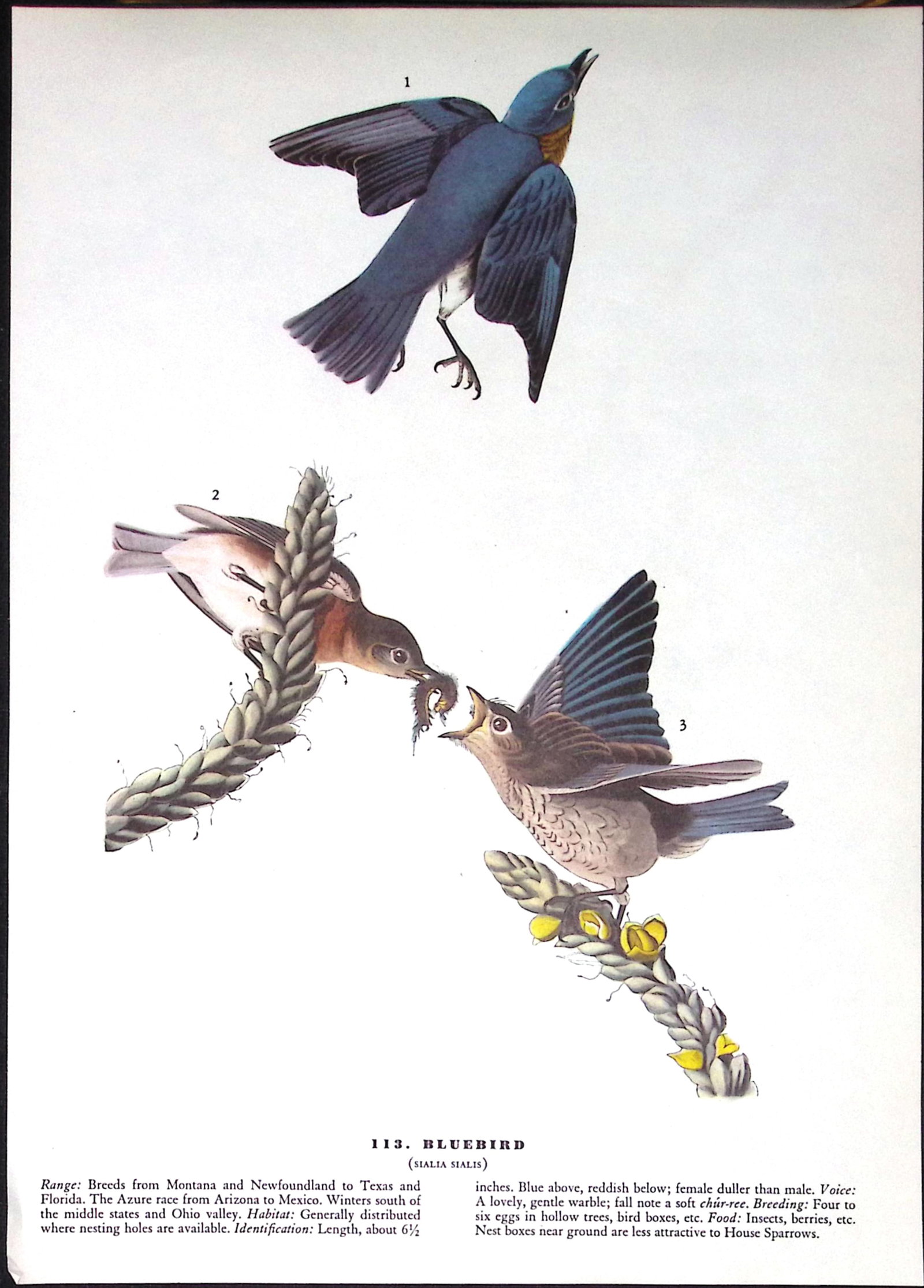 Job-Lot John James Audubon Birds of America 72-Year-Old Coloured Book Plates-36 - 4