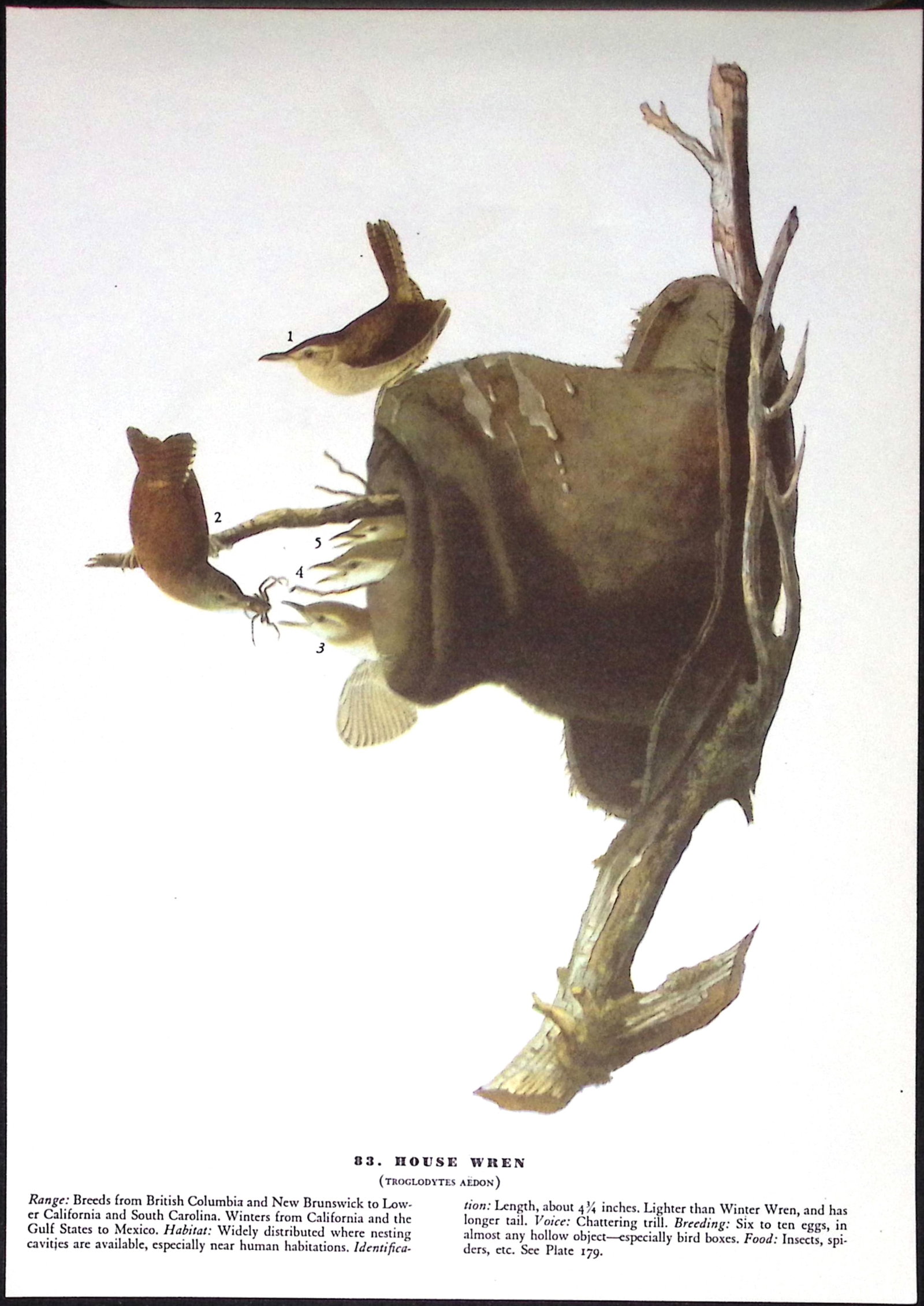 Job-Lot John James Audubon Birds of America 72-Year-Old Coloured Book Plates-36 - 5