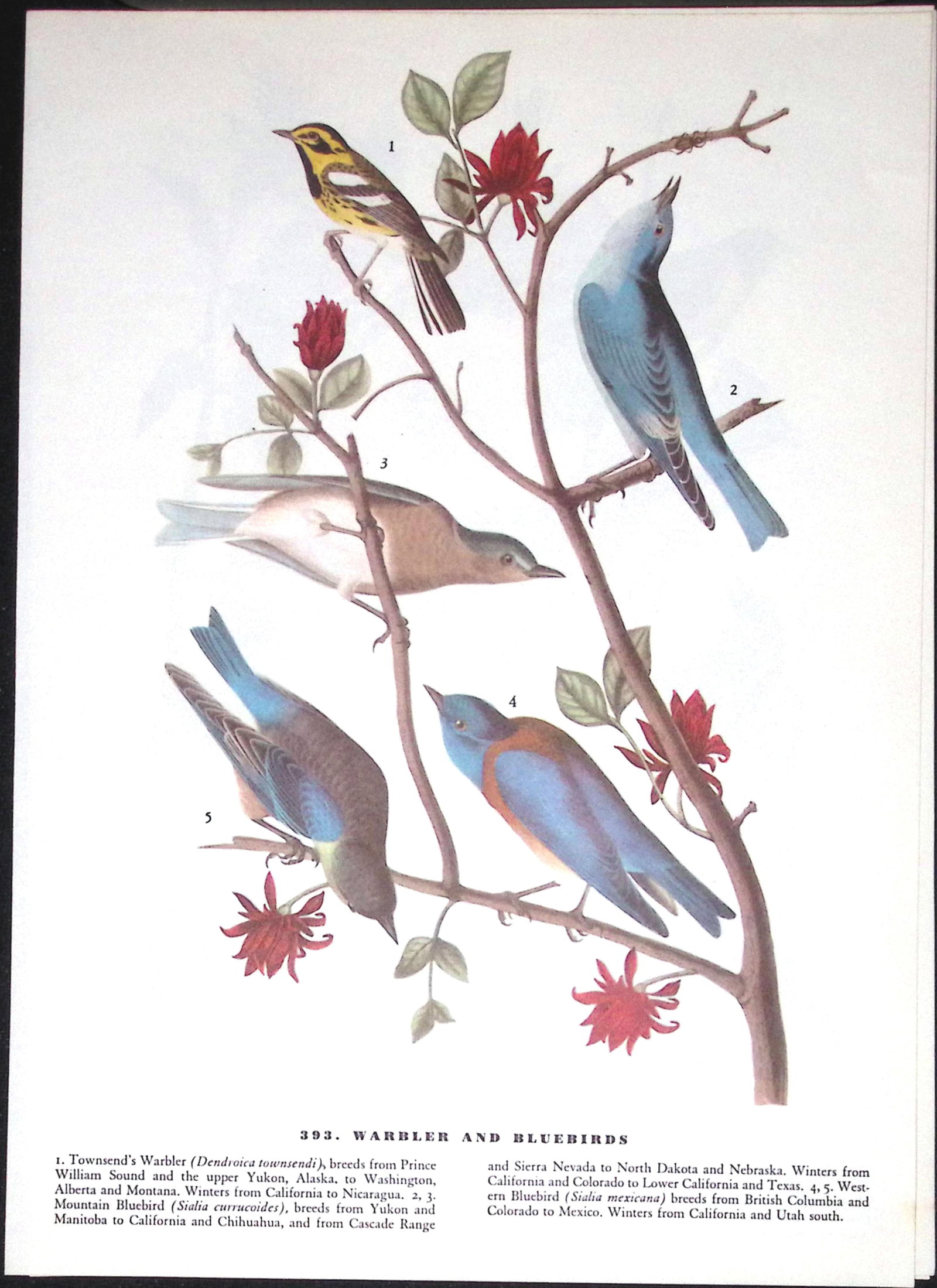 Job-Lot John James Audubon Birds of America 72-Year-Old Coloured Book Plates-36 - 6