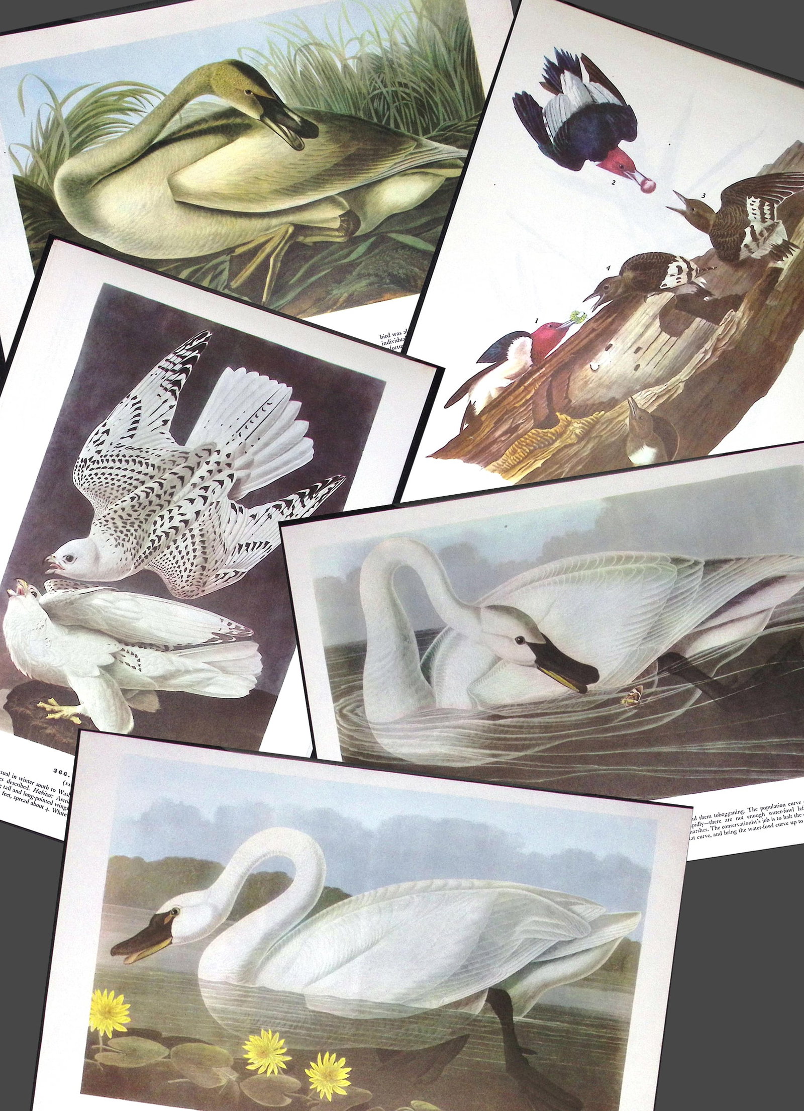 Job-Lot John James Audubon Birds of America 72-Year-Old Coloured Book Plates-25: Title: Job-Lot John James Audubon Birds of America 72-Year-Old Coloured Book Plates-25 Description: This Collection of 5 Double-Sided Vintage Prints Has Been Removed from an&nb