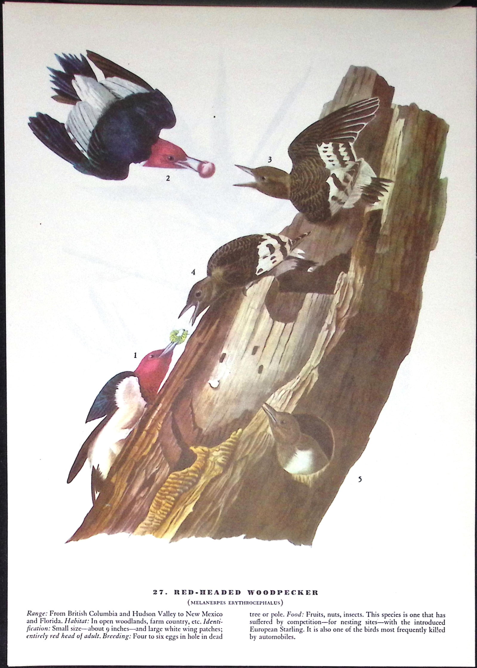 Job-Lot John James Audubon Birds of America 72-Year-Old Coloured Book Plates-25 - 3